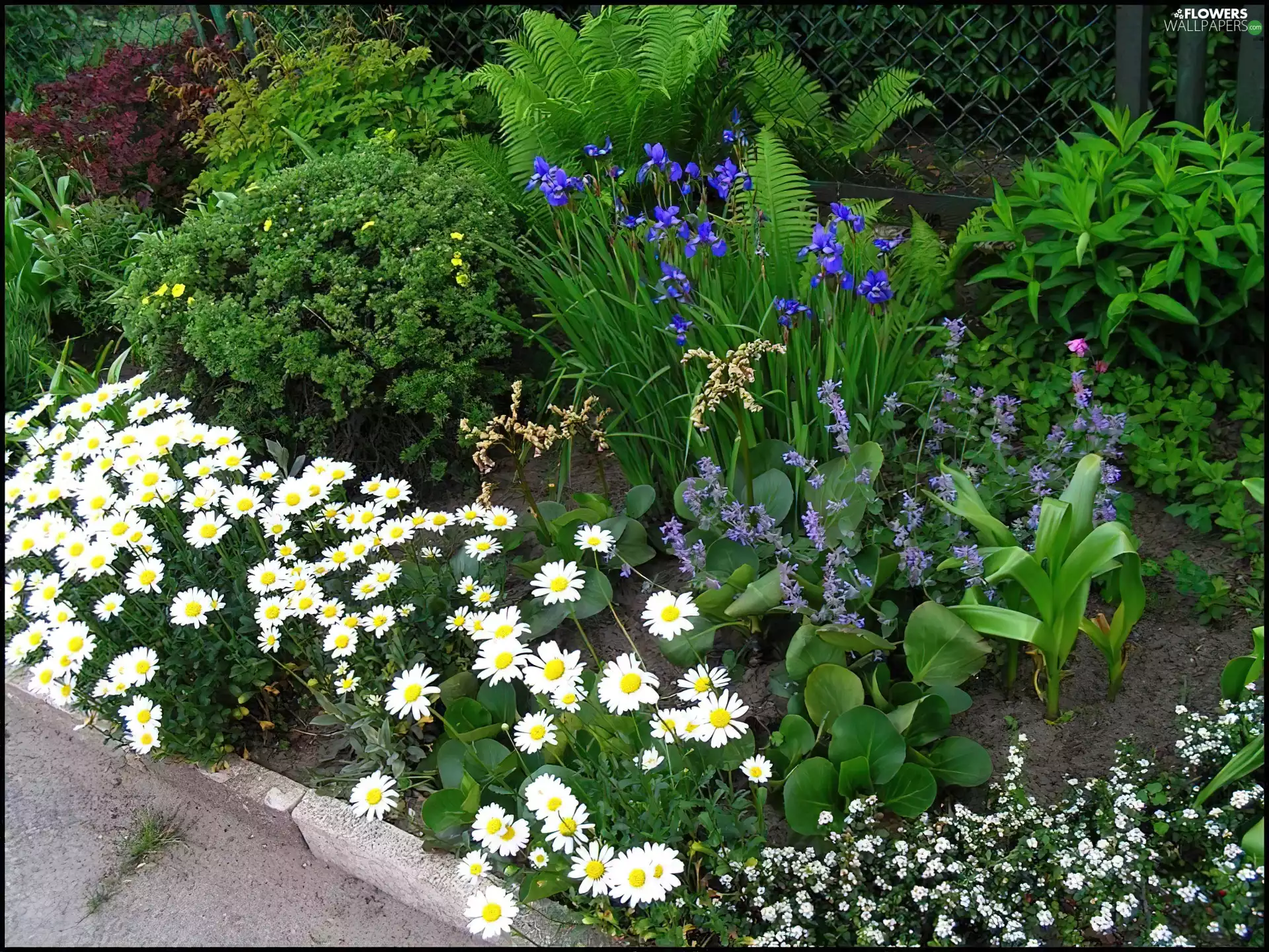 Chrysanthemum appropriate