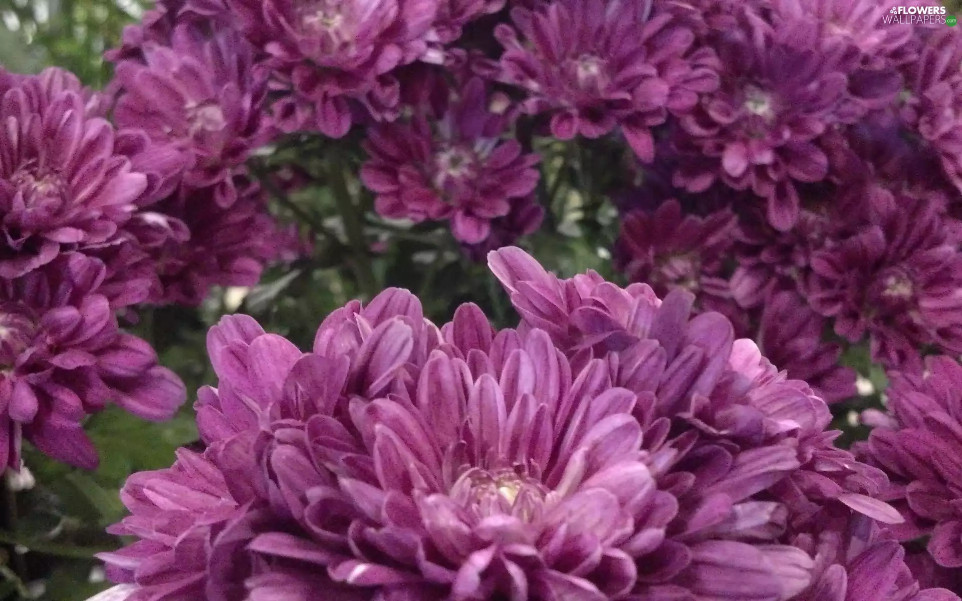 Chrysanthemum Grandiflorum, Cameo