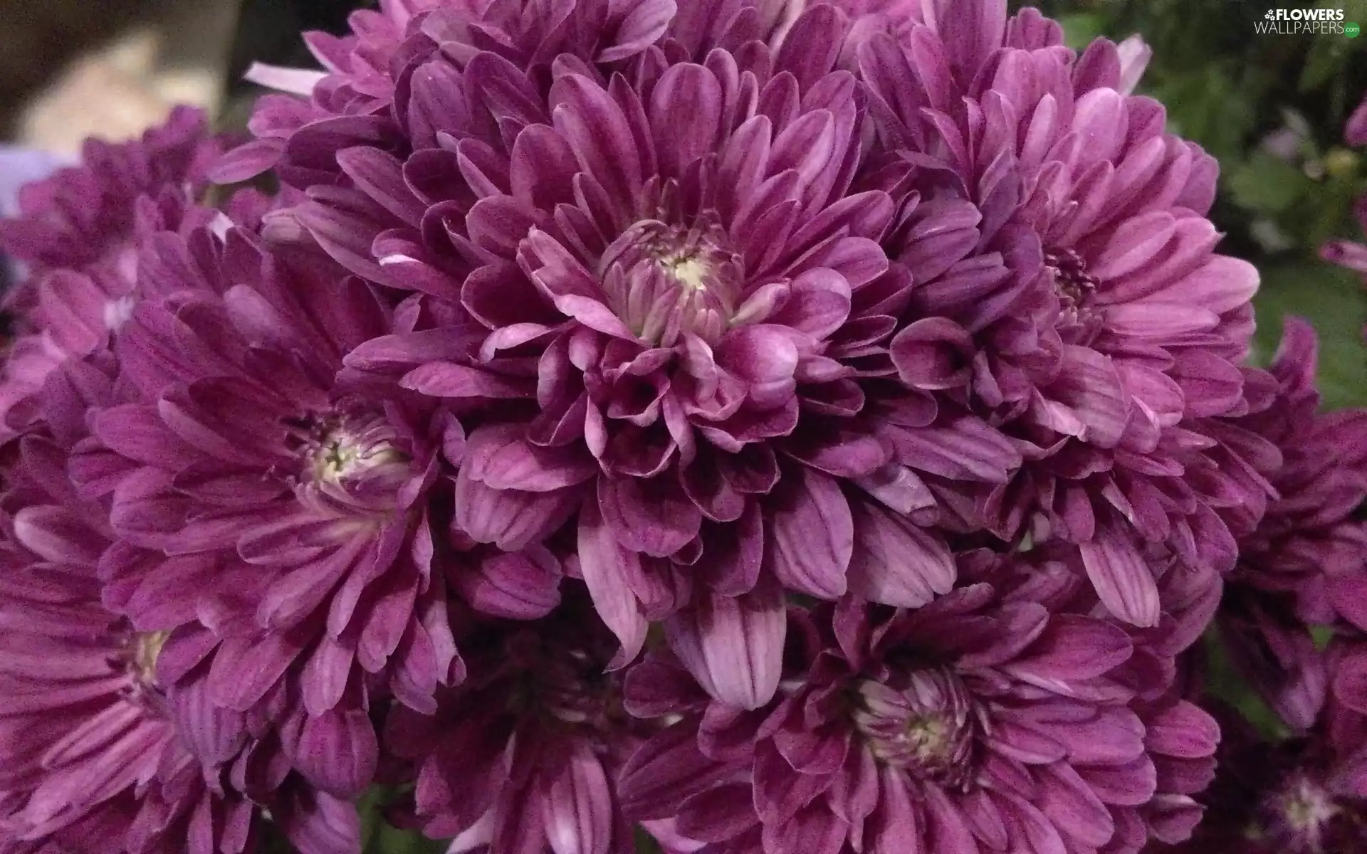 Chrysanthemum Grandiflorum, Cameo