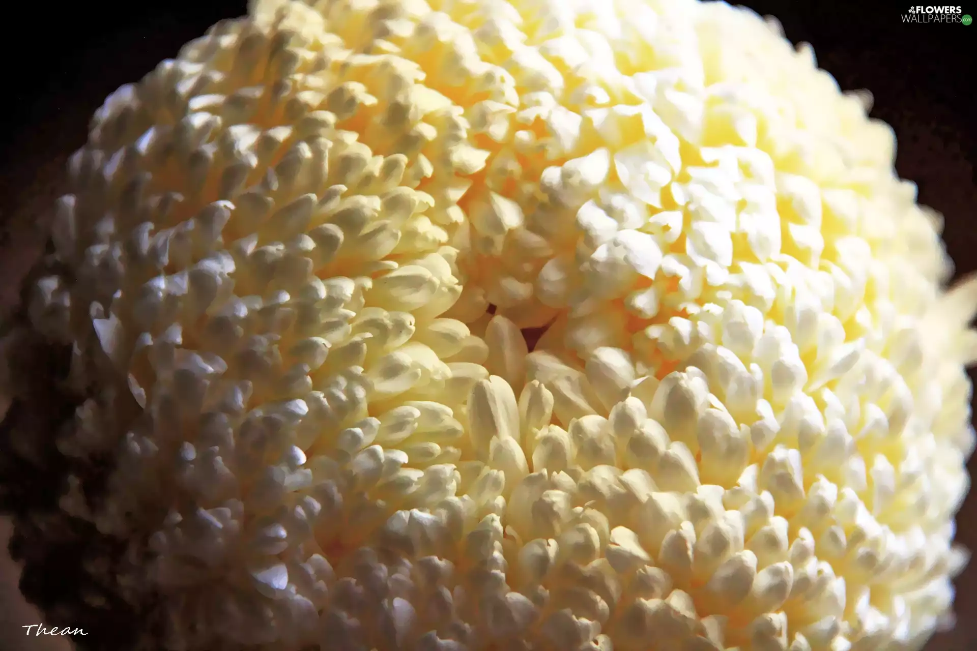 Colourfull Flowers, White, chrysanthemum