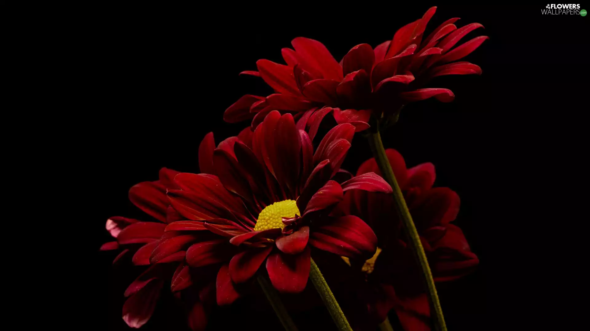 Flowers, background, dark, chrysanthemum