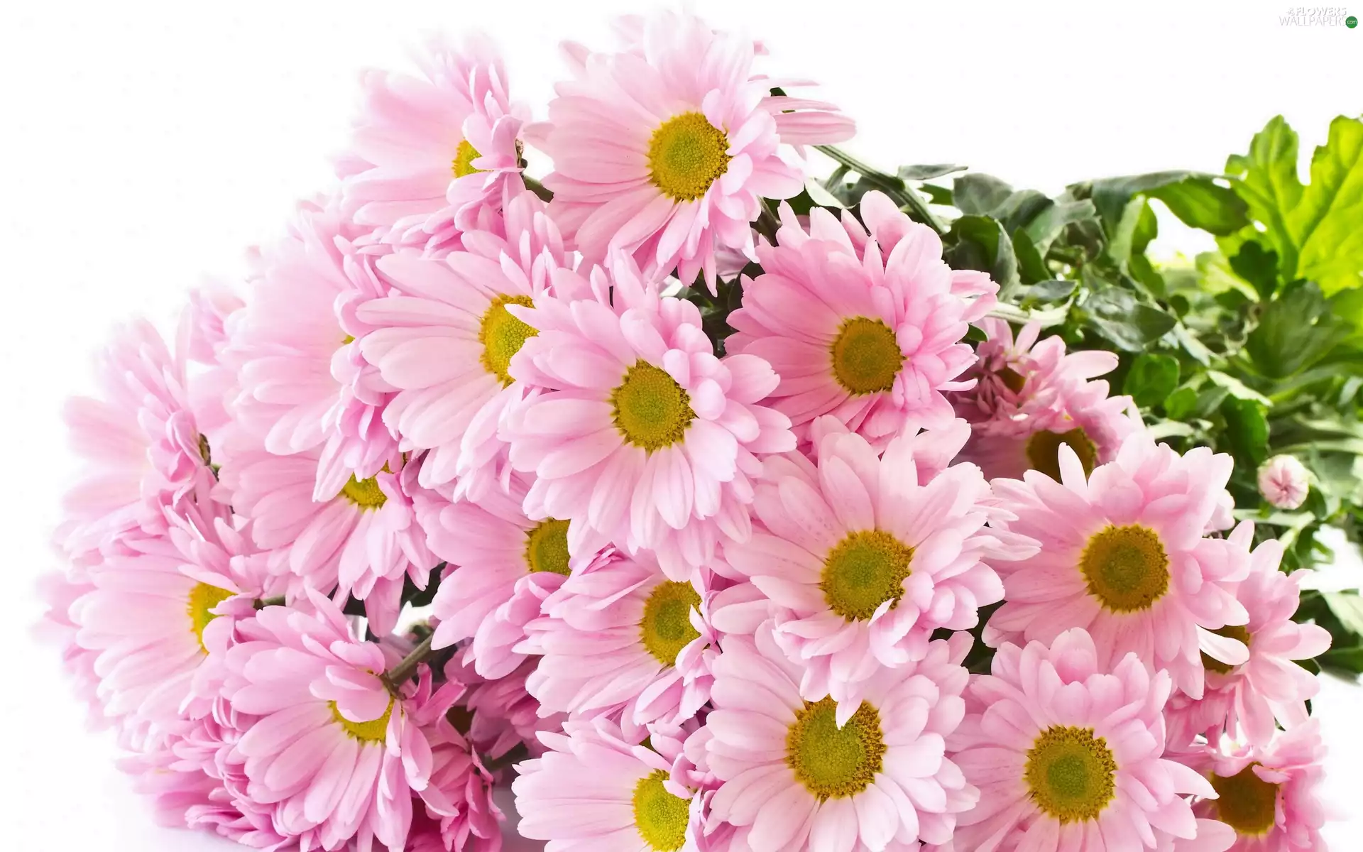 chrysanthemum, Pink, Flowers
