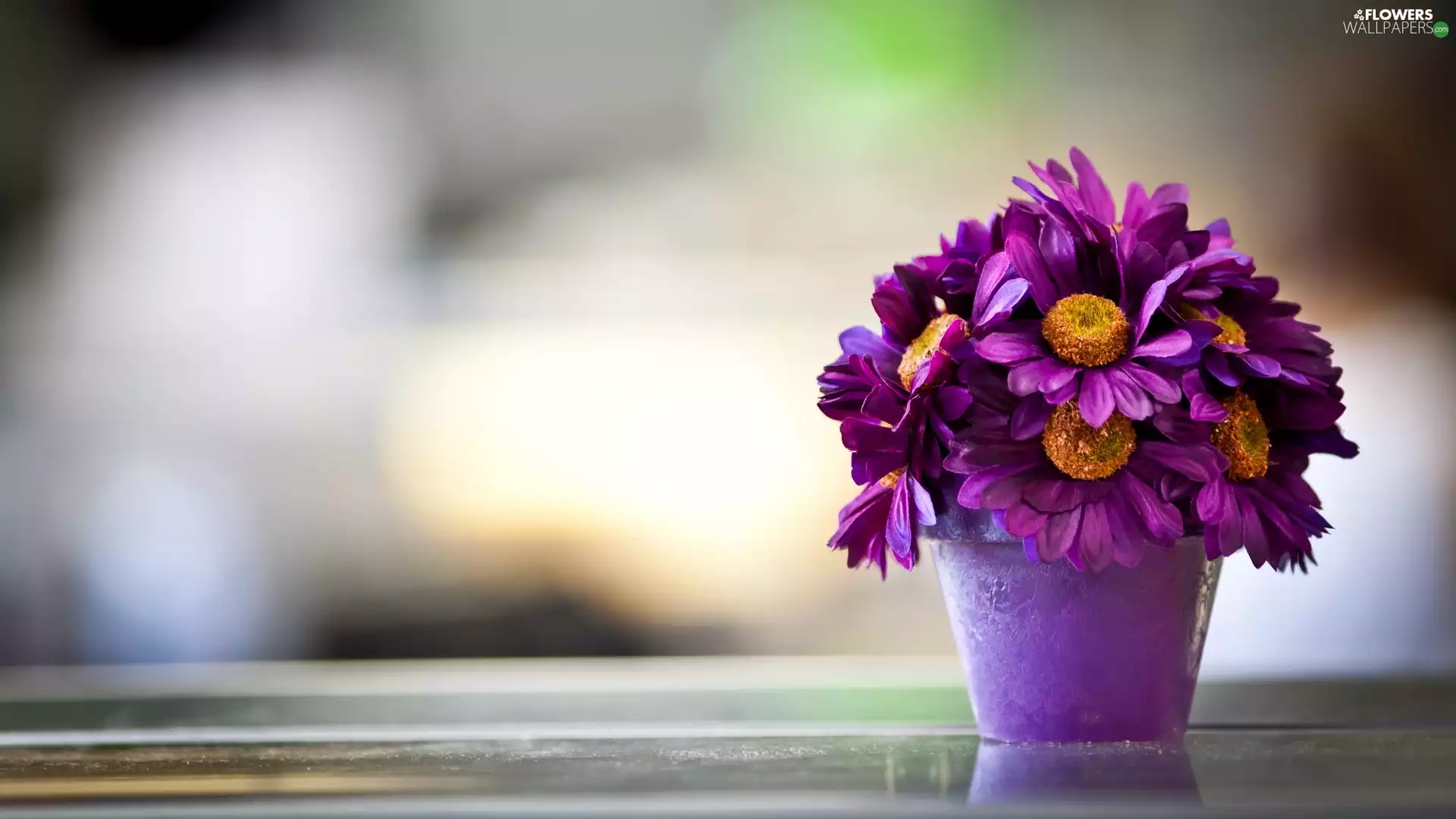 chrysanthemum, purple, Flowers