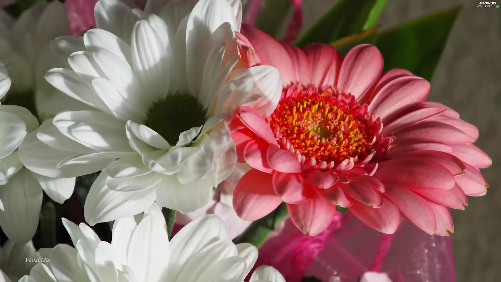 chrysanthemum, Gerbera