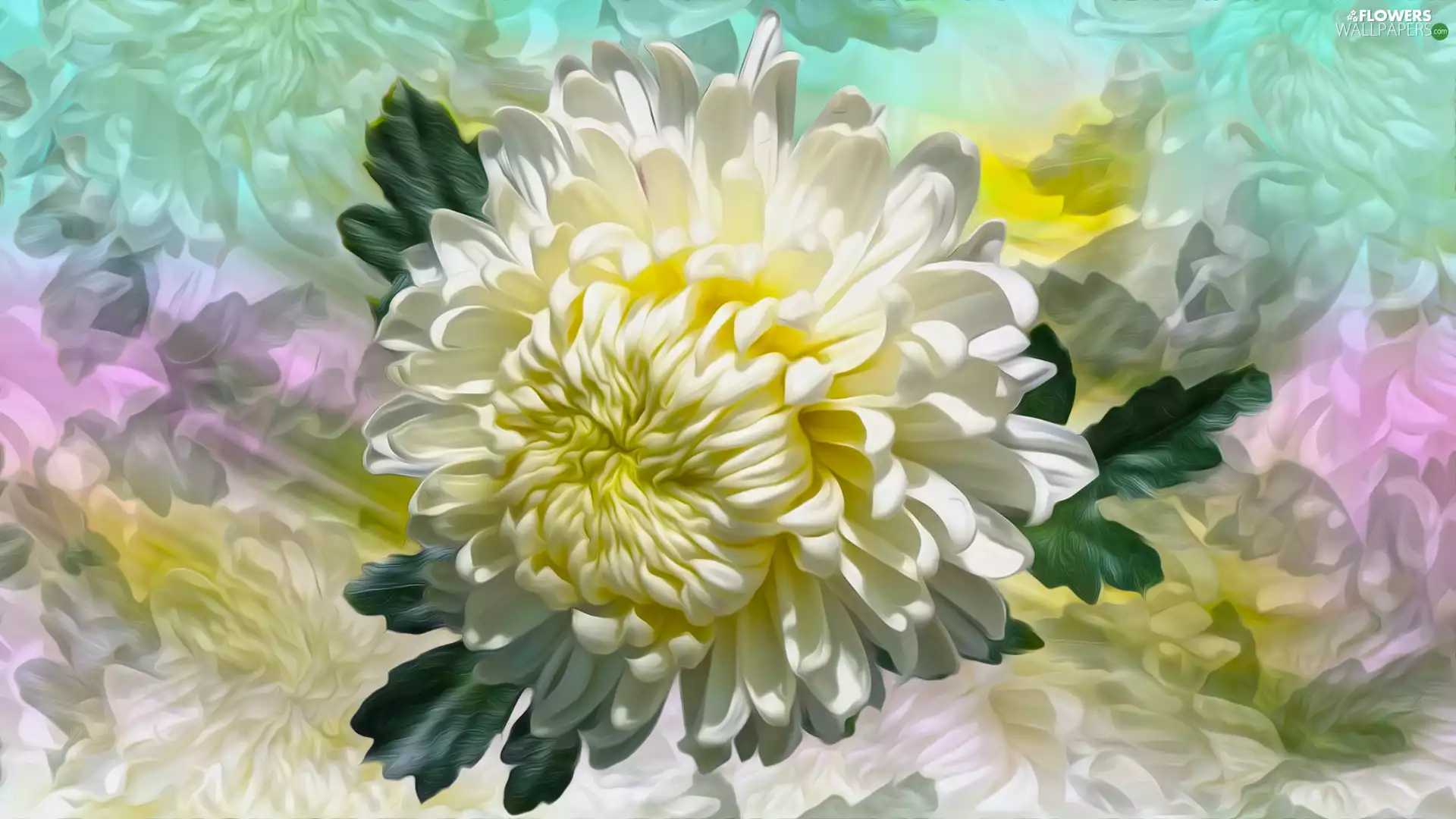 graphics, Colourfull Flowers, chrysanthemum