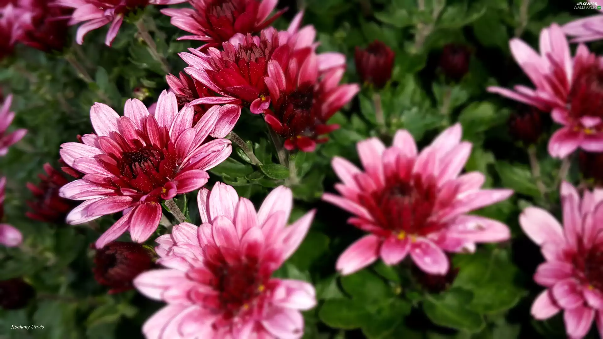 chrysanthemum, red, Pink