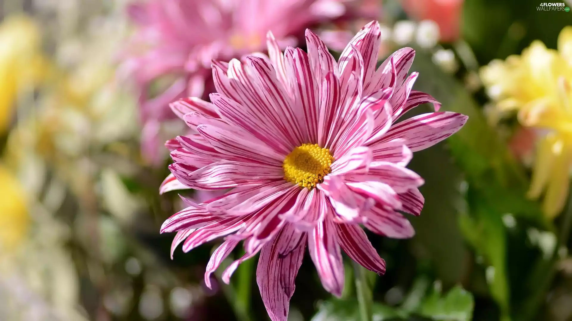 rapprochement, Colourfull Flowers, chrysanthemum
