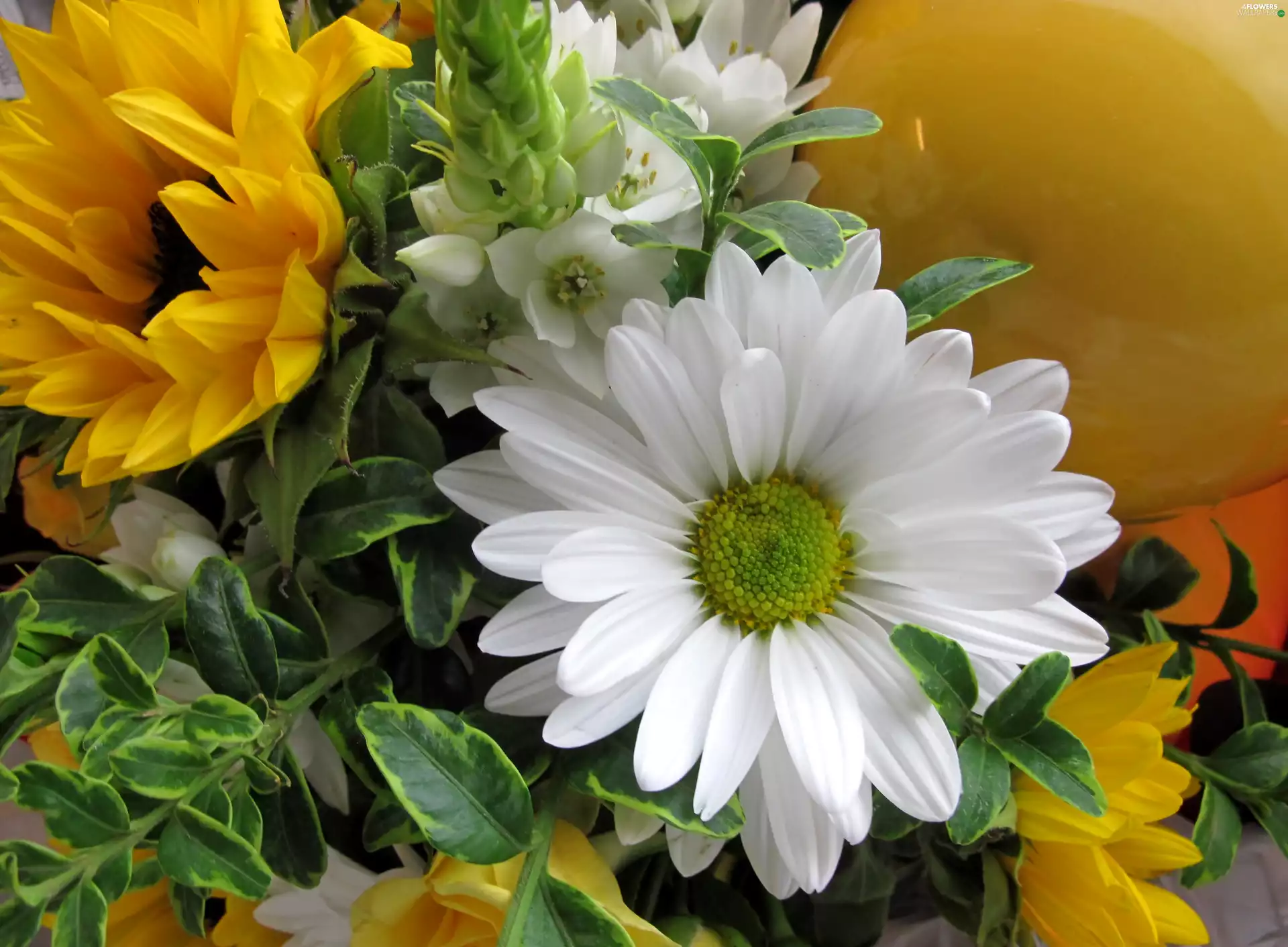 Sunflower, bell, Euonymus, chrysanthemum