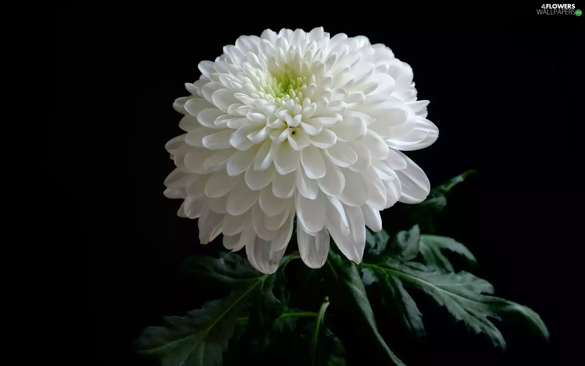 White, Black, background, chrysanthemum