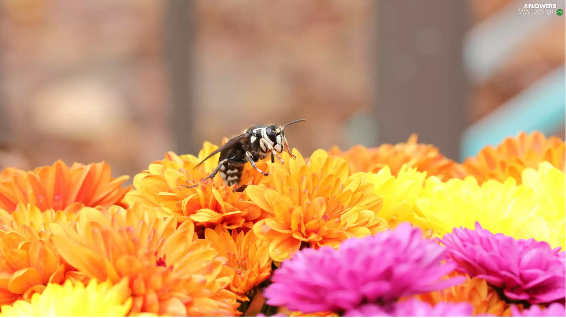Chrysanthemums, bee
