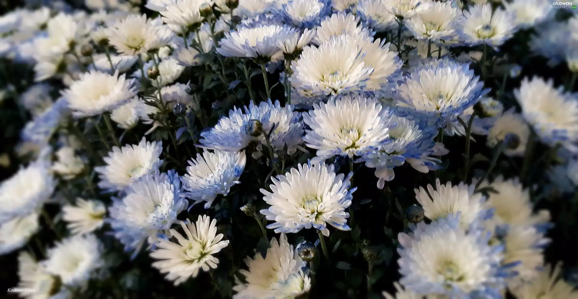 Chrysanthemums, white, Blue