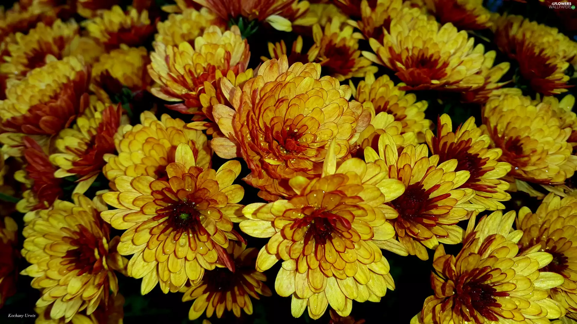 Chrysanthemums, yellow, Brown