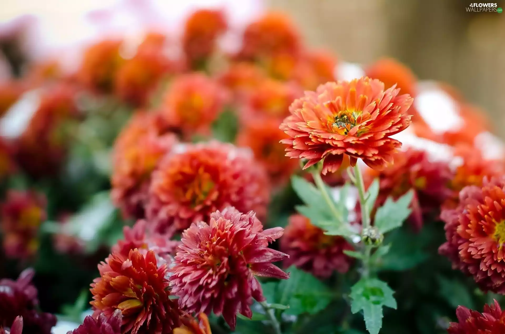 Chrysanthemums, Close