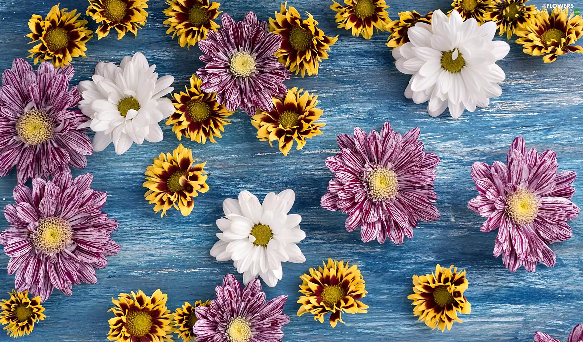 Chrysanthemums, Flowers, color