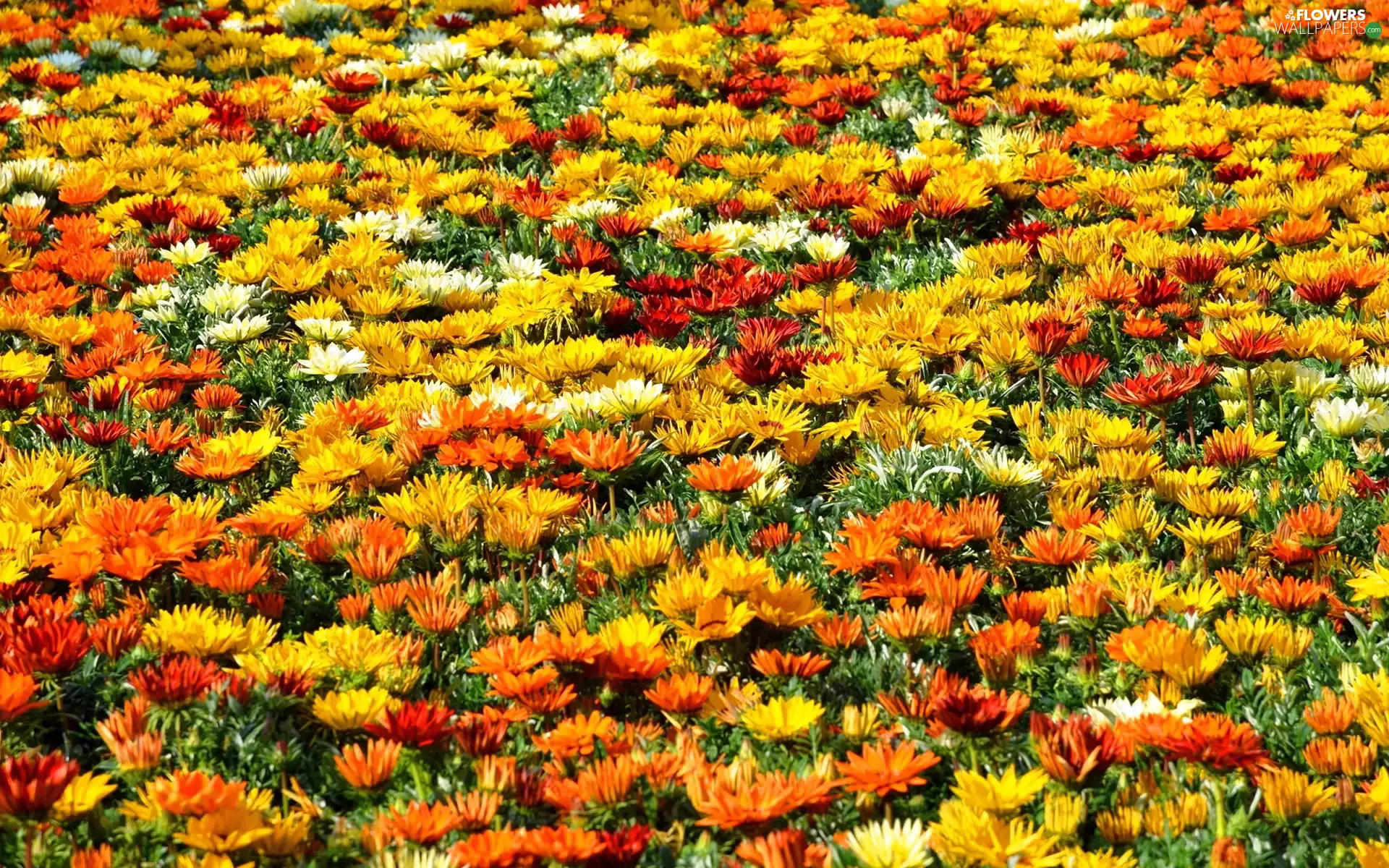 chrysanthemums, Meadow, Colorful