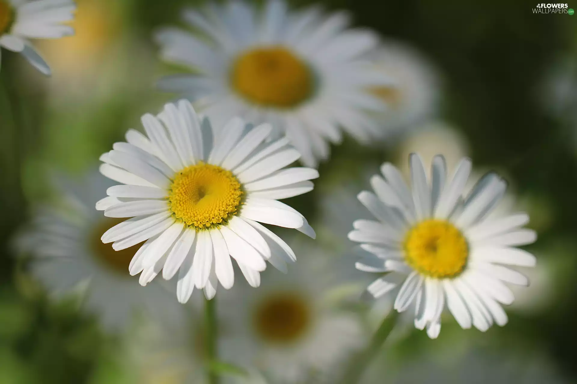 daisy, White, Flowers, chrysanthemums