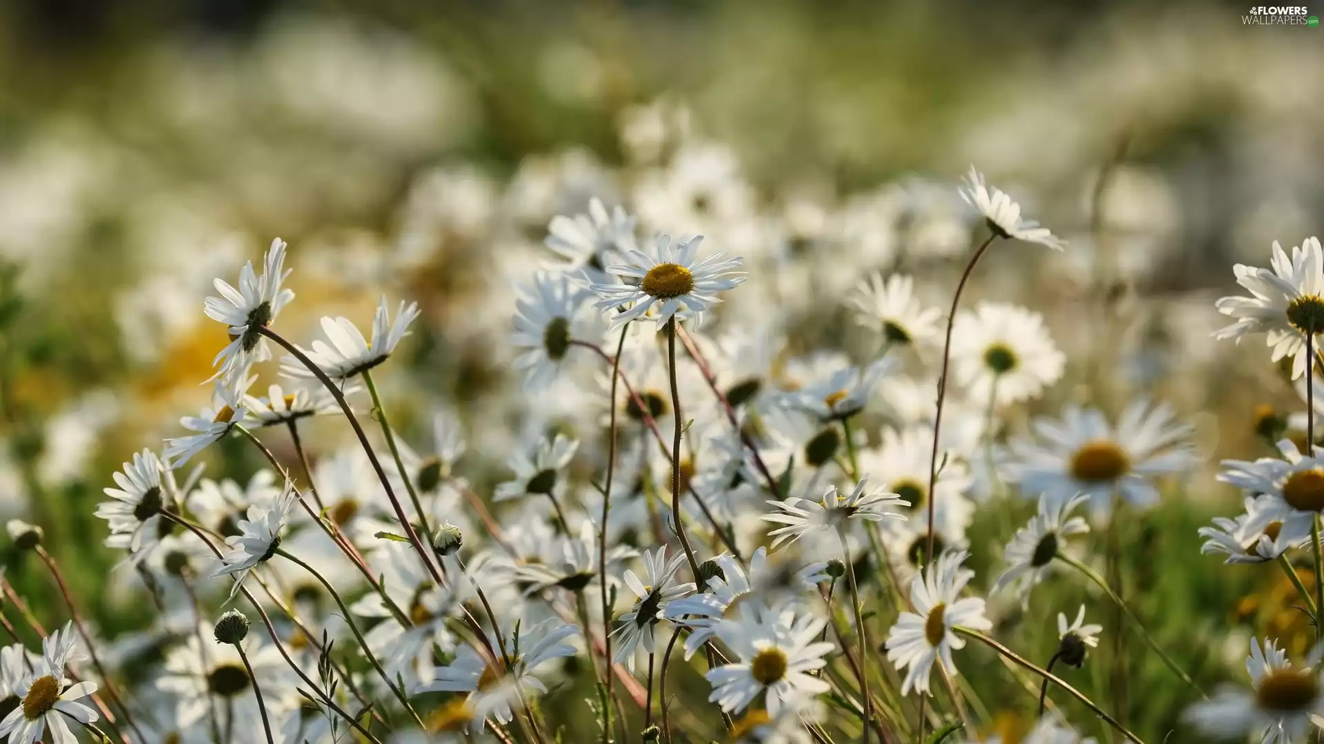 chrysanthemums, Flowers, daisy