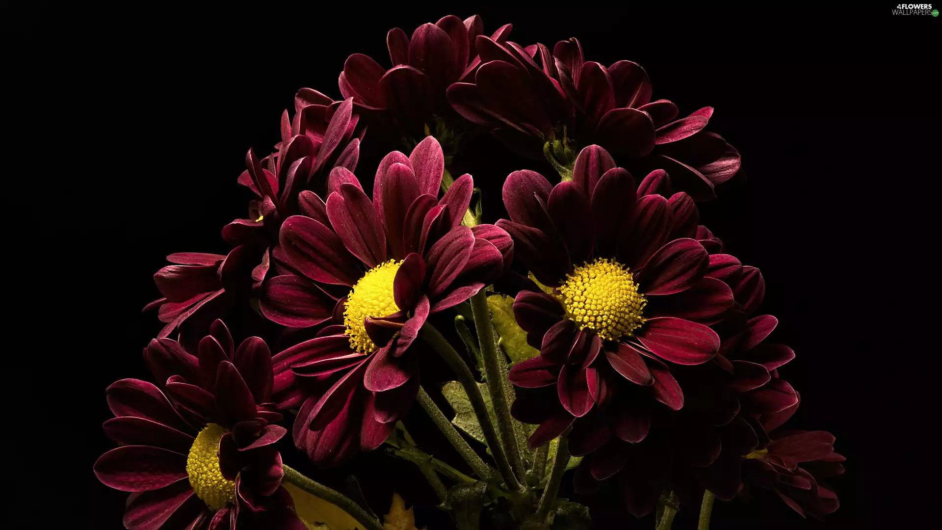 Dark Background, claret, Chrysanthemums