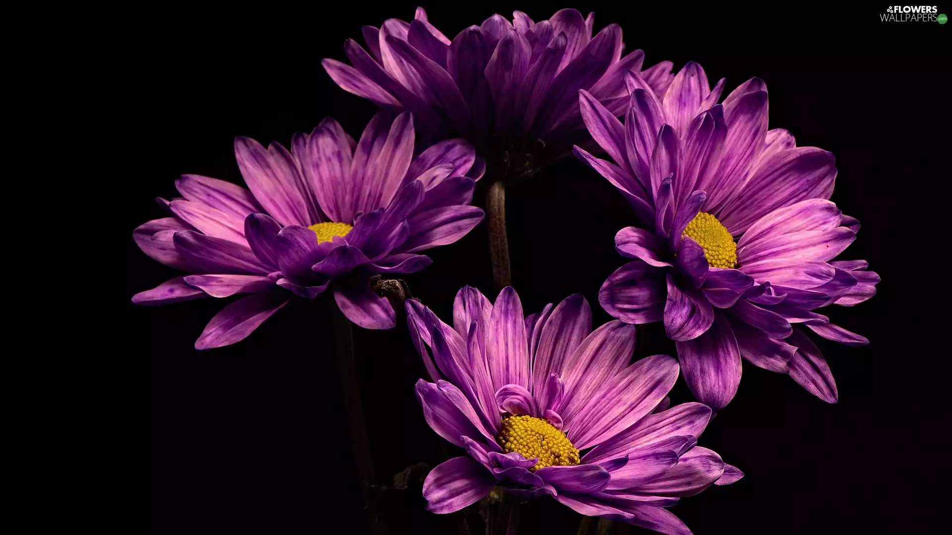 Dark Background, purple, Chrysanthemums