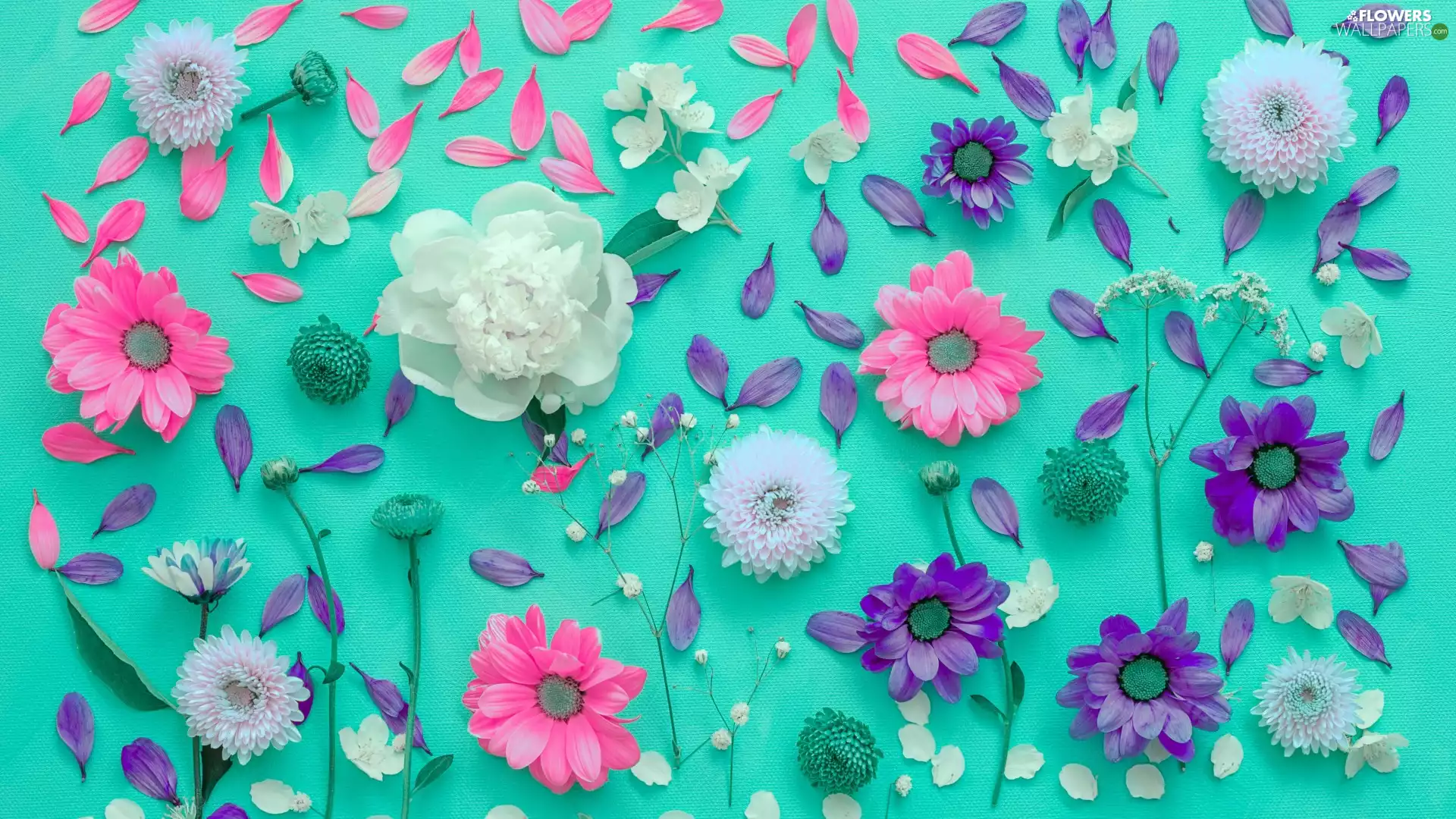 Chrysanthemums, Flowers, flakes