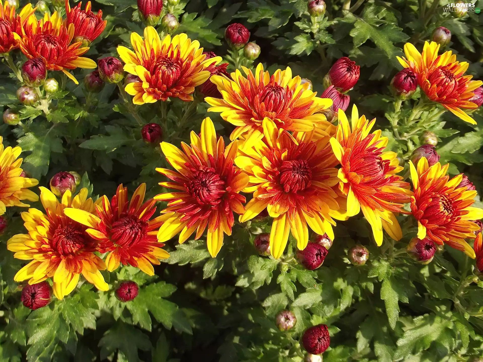 Chrysanthemums Flowers Chrysanthemums Flowers