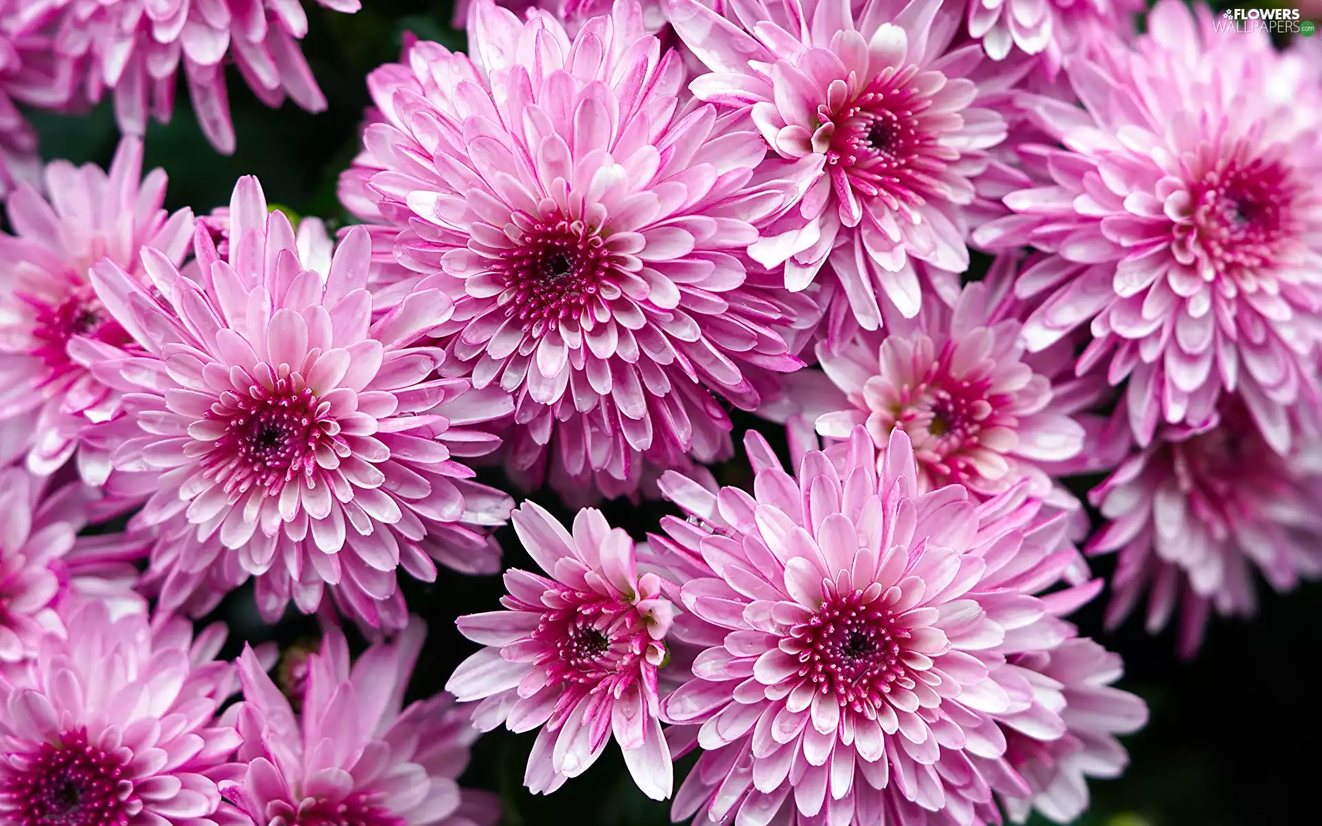 Flowers, Pink, bloom, Chrysanthemums
