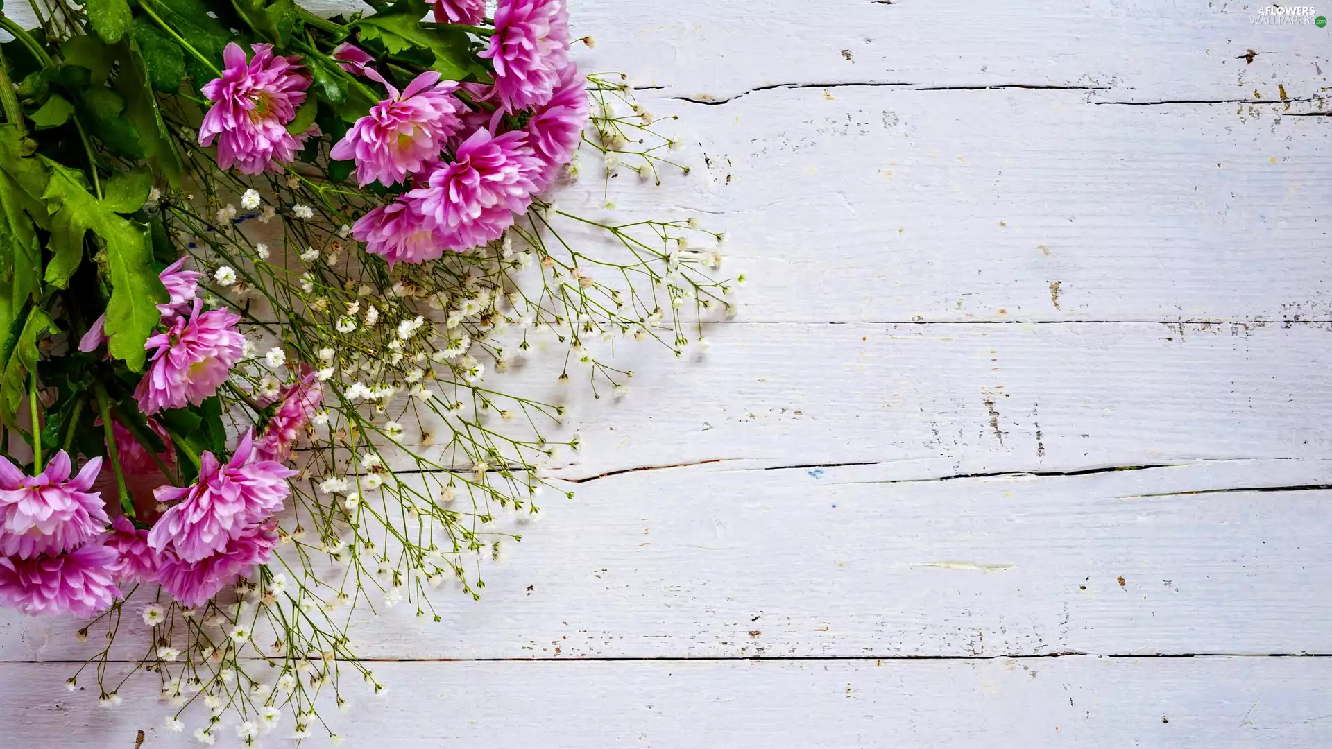 Flowers, Gipsówka, bunch, Chrysanthemums
