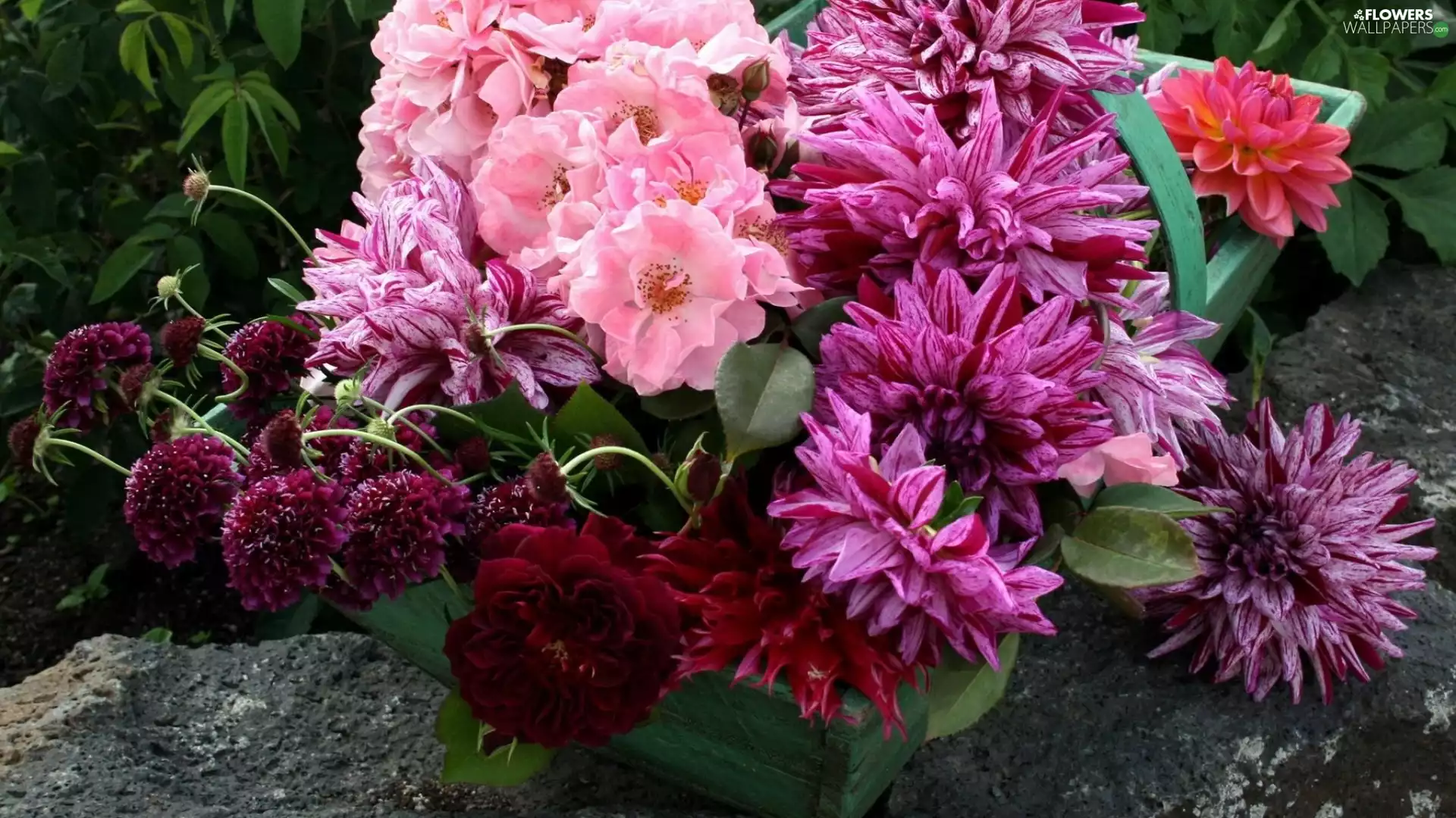 Flowers, roses, Dalia, Chrysanthemums