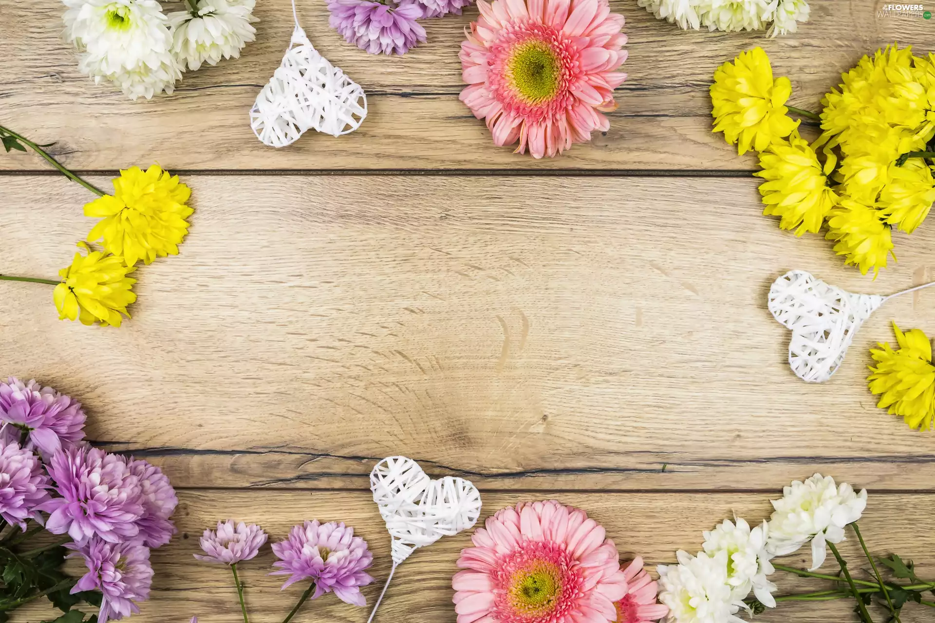Flowers, gerberas, heart, Chrysanthemums