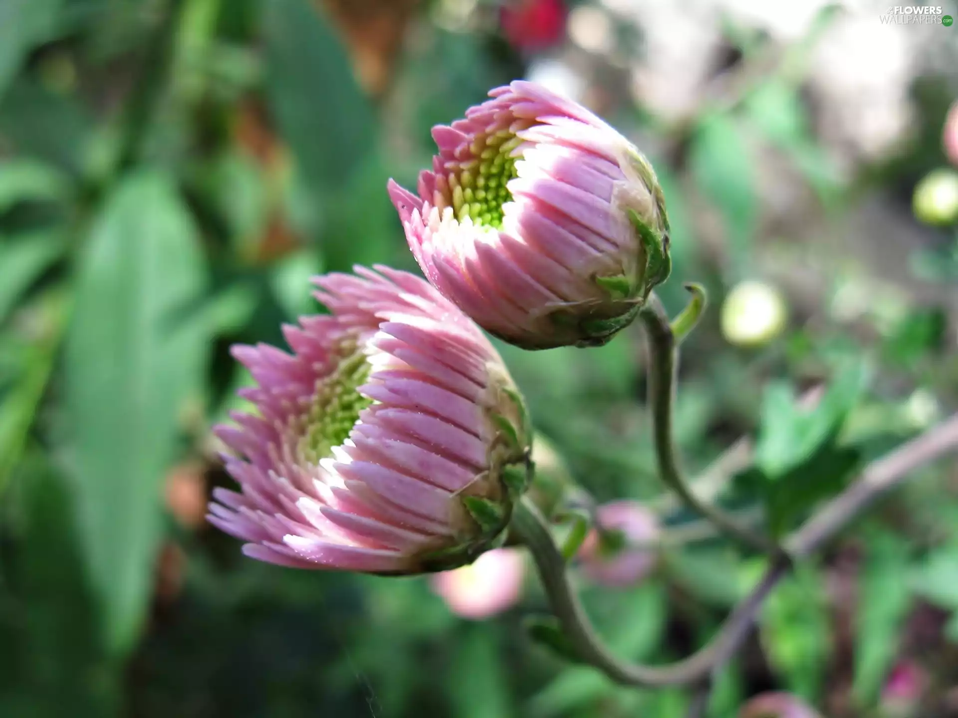 Chrysanthemums, Pink, Flowers