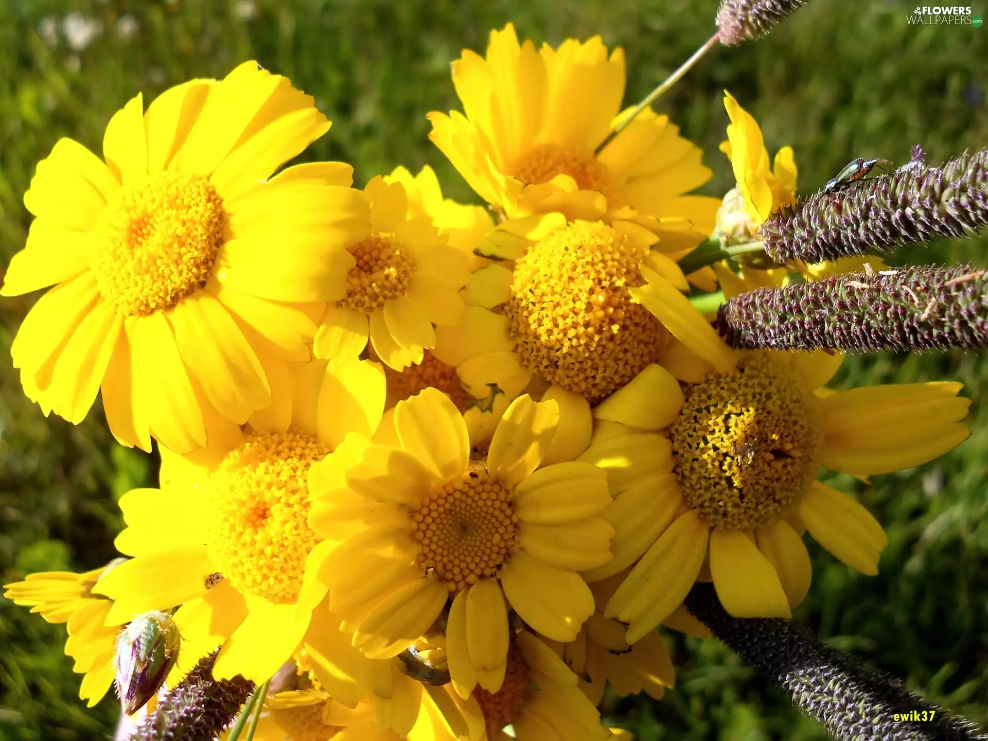 Chrysanthemums, Yellow, Flowers