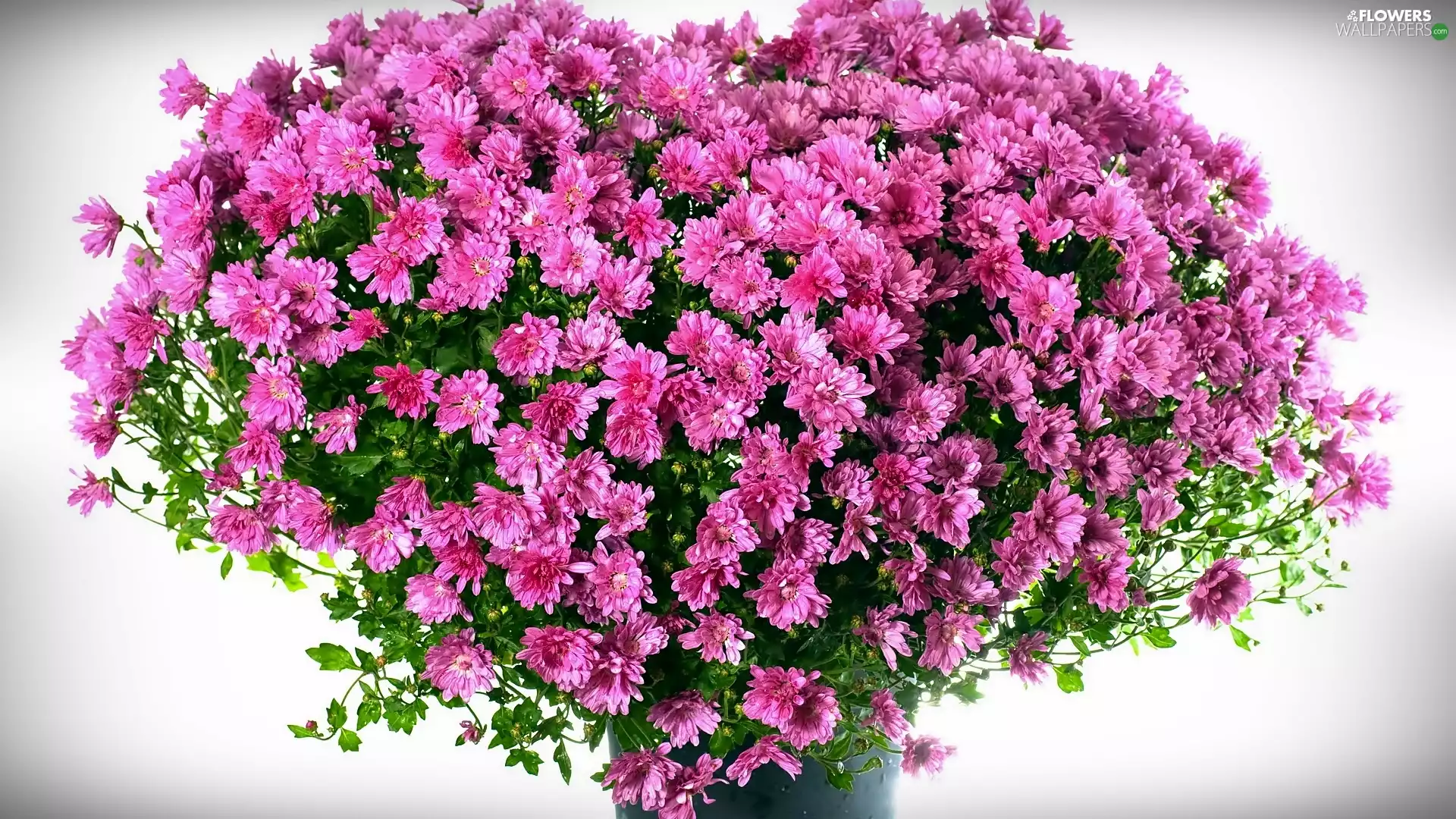 chrysanthemums, bouquet, pink