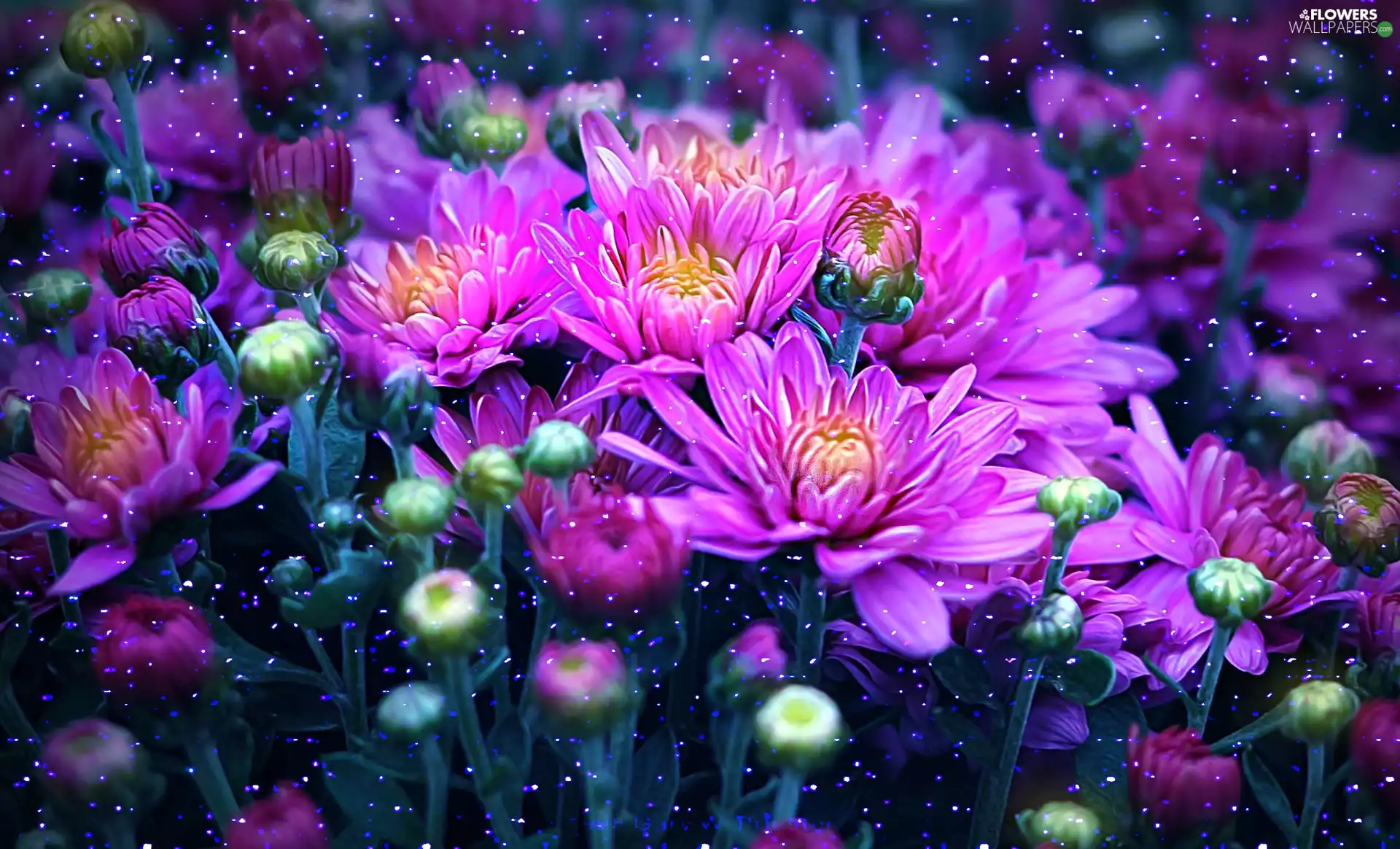 Pink, Buds, drops, Chrysanthemums