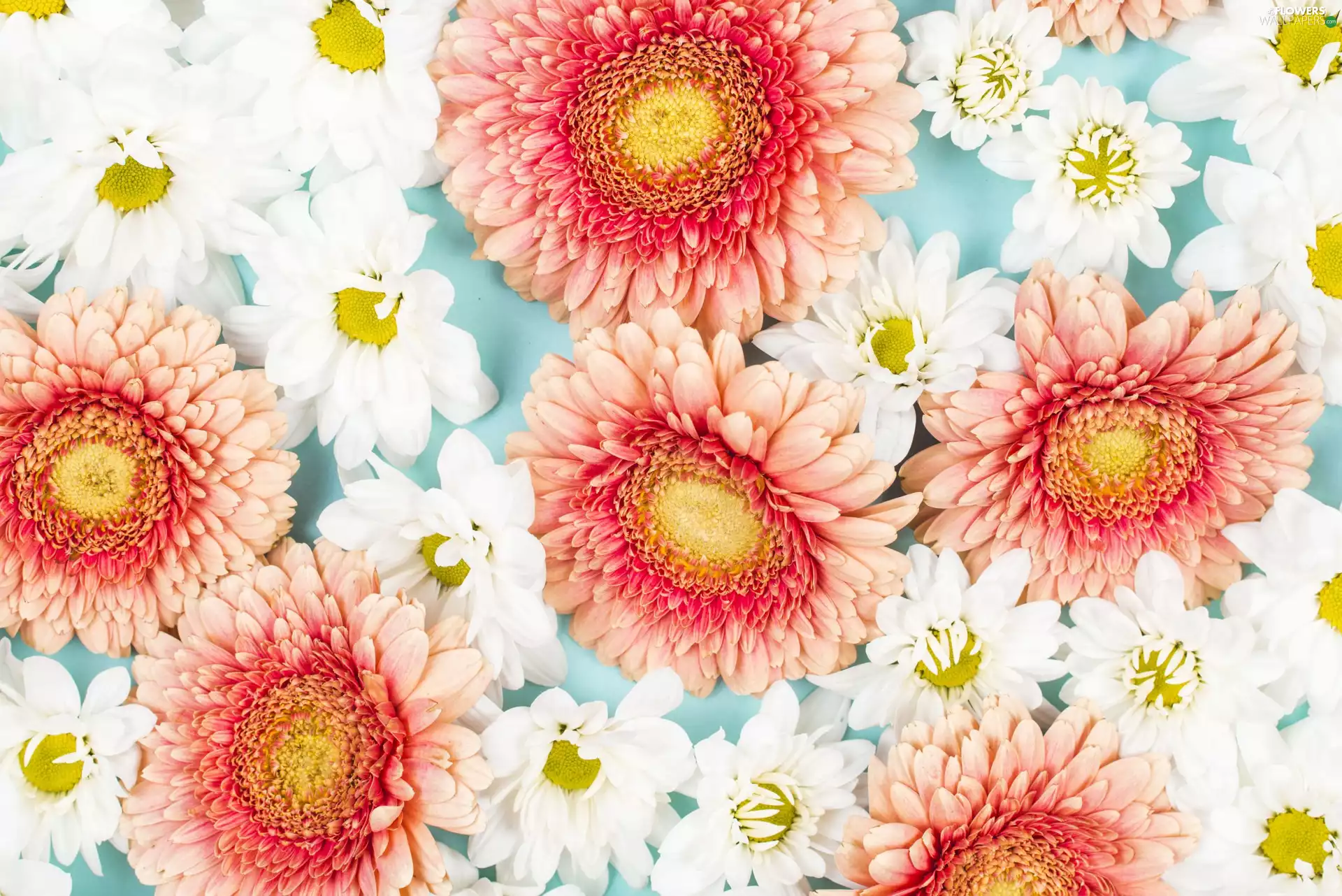White, Chrysanthemums, Pink, gerberas, Flowers