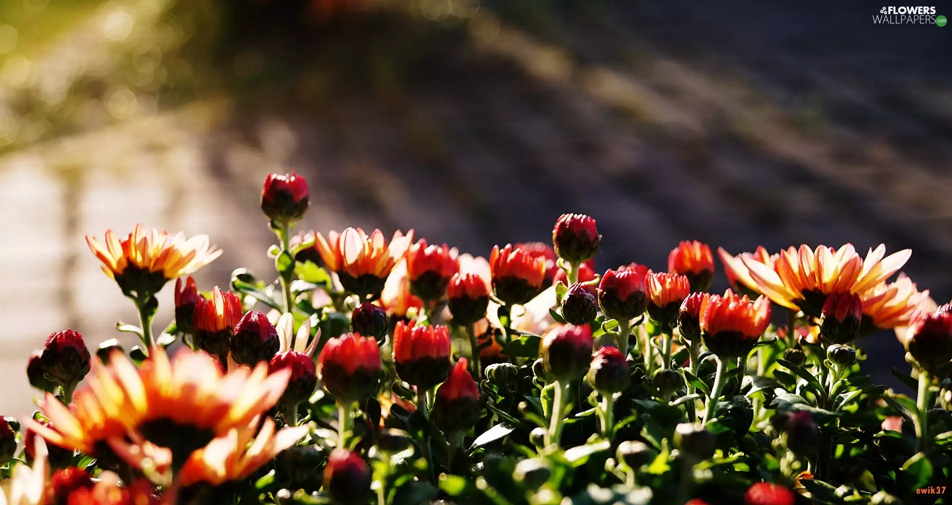 Chrysanthemums, Orange, Pink
