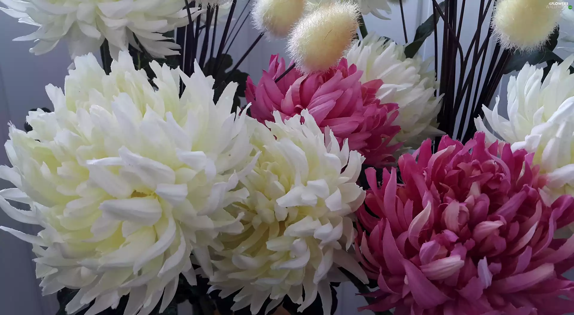 Chrysanthemums, White, Pink