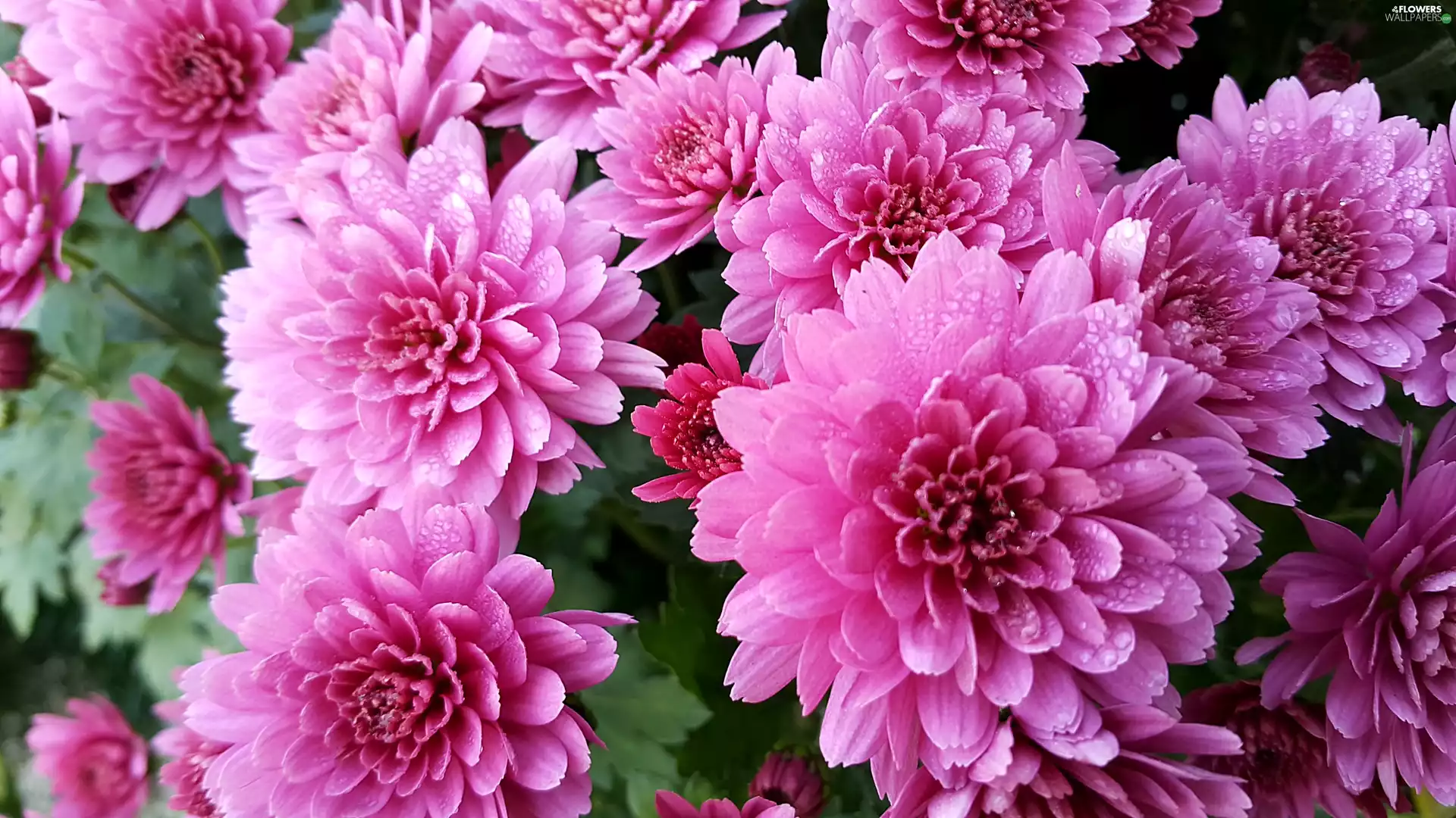 Purple, drops, Rosy, Chrysanthemums