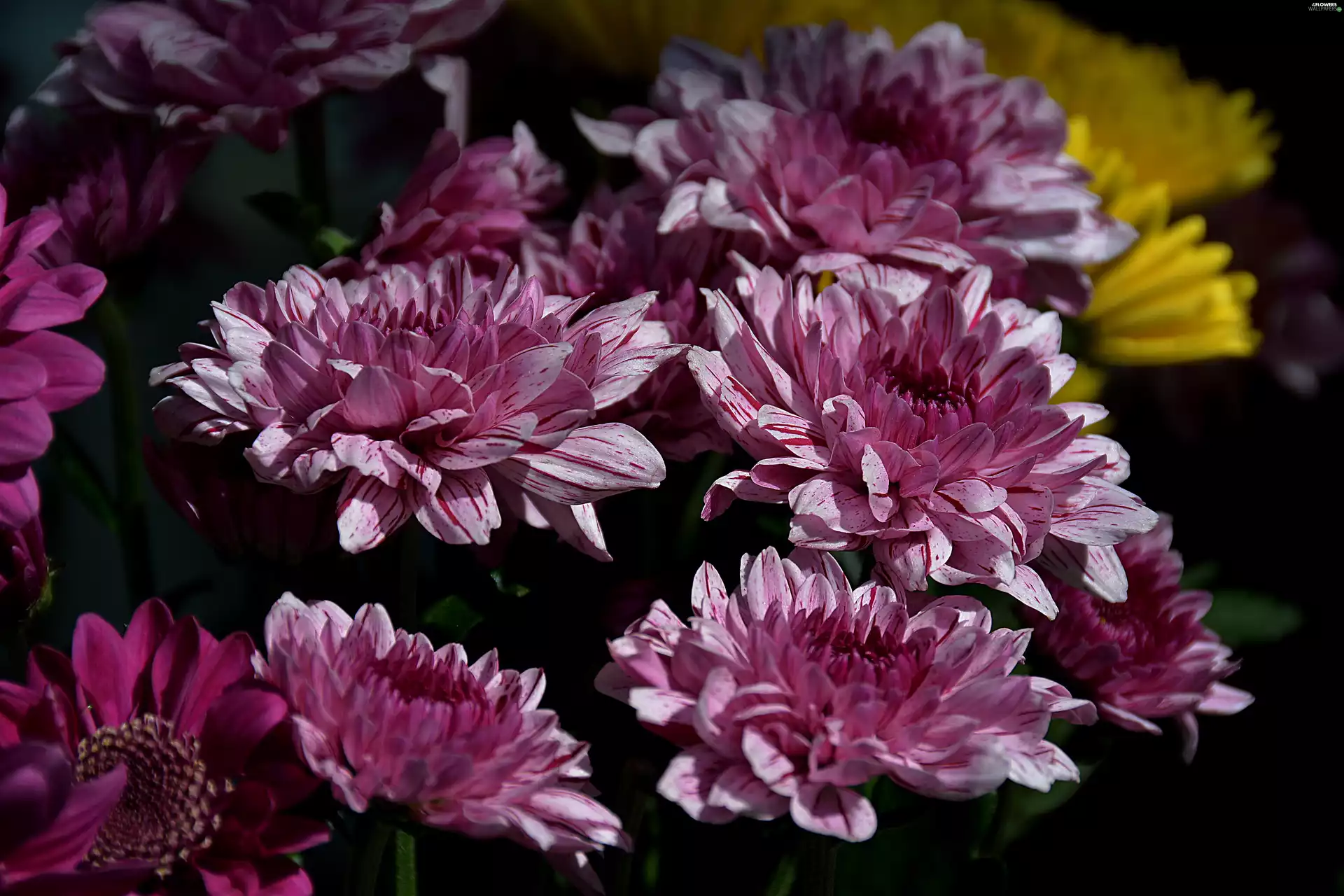 Chrysanthemums, white, Purple