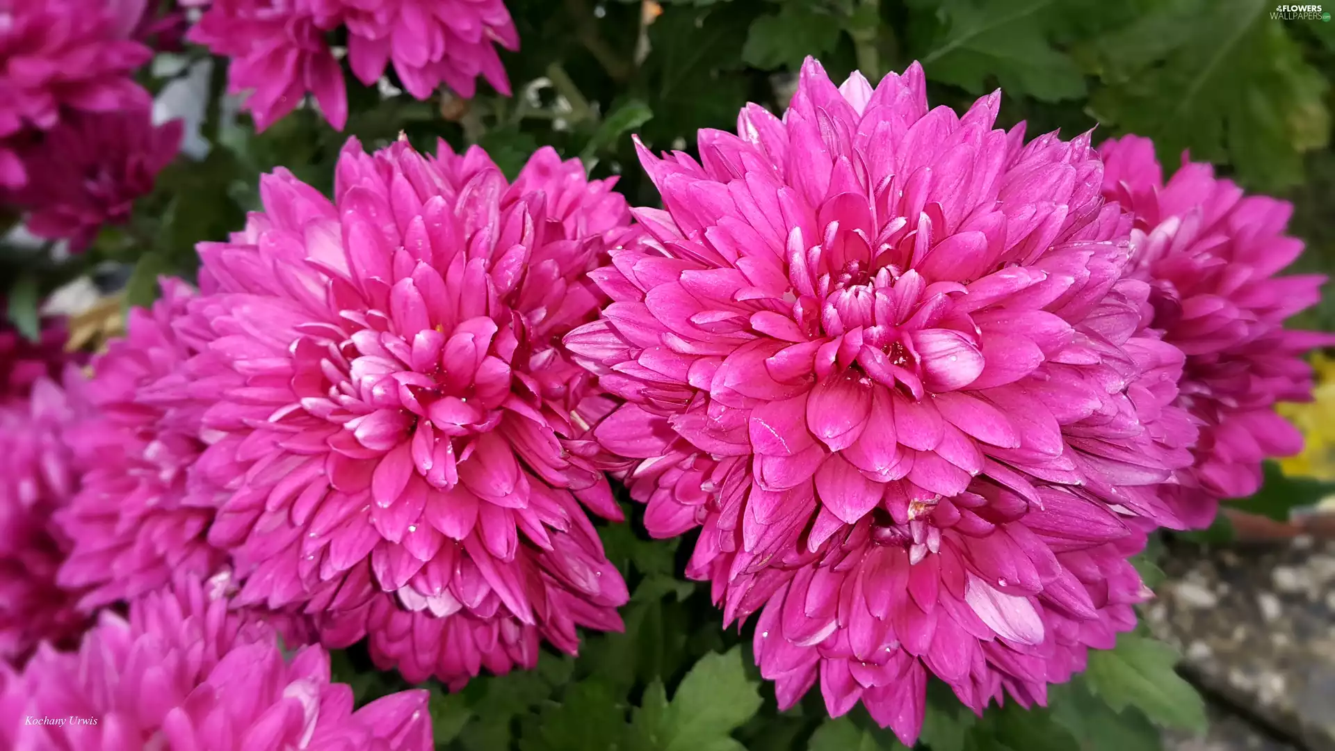 Chrysanthemums, Purple