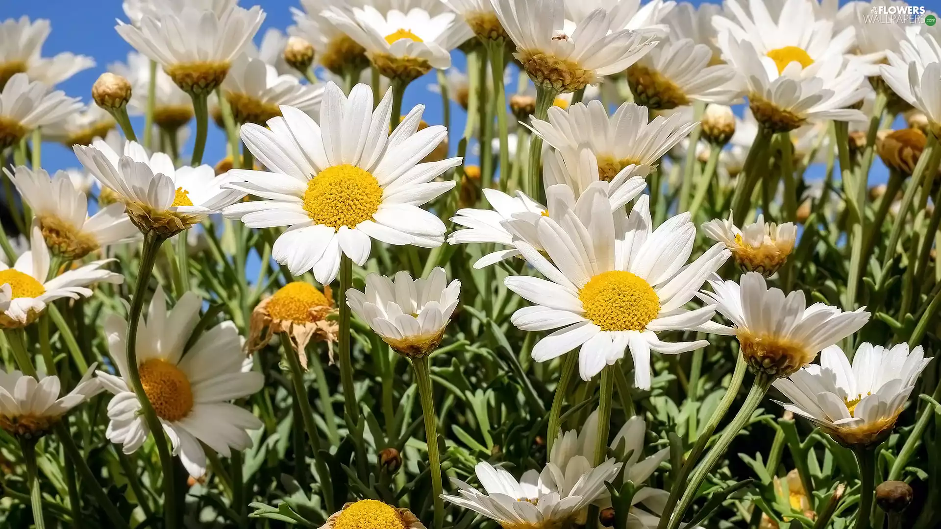 daisy, chrysanthemums, rapprochement, White, Flowers