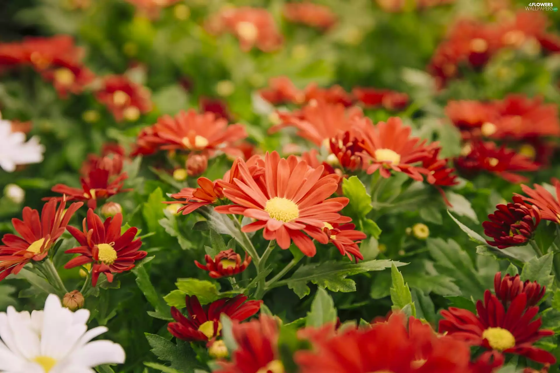 Chrysanthemums, Flowers, Red