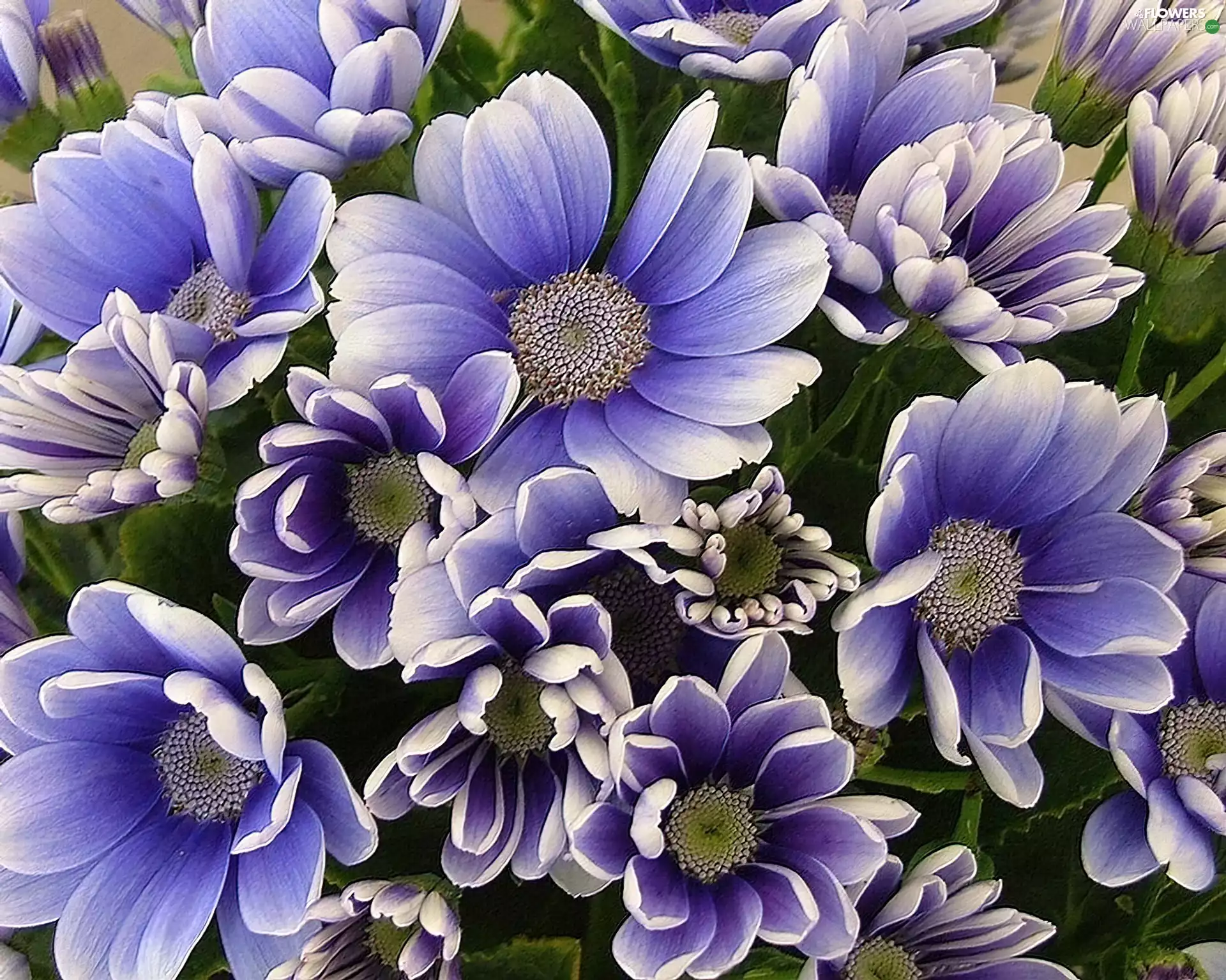 Shasta Daisy, blue, Chrysanthemums