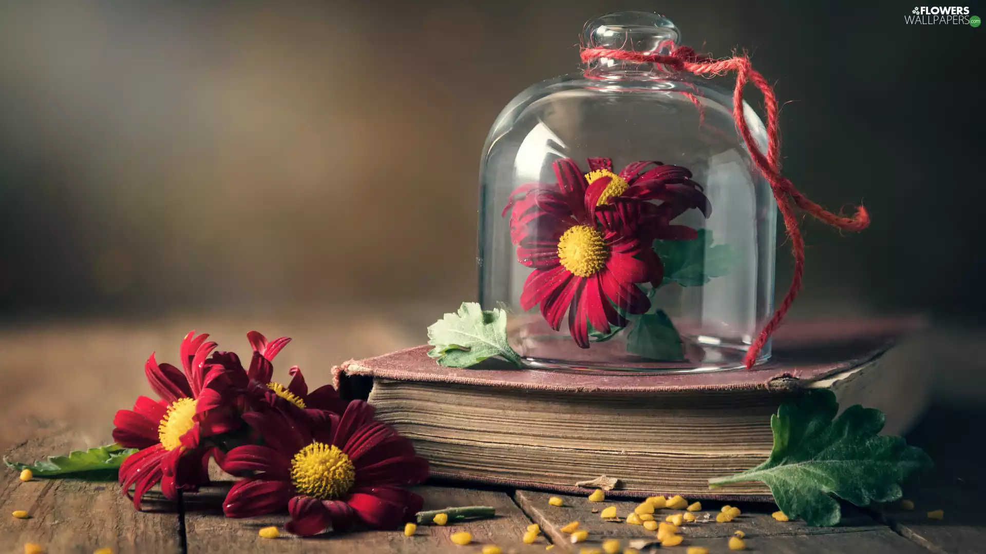 glass, Flowers, twine, Chrysanthemums, Book, dish, Leaf