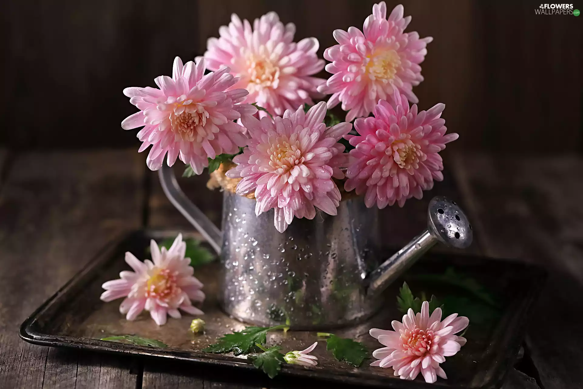 watering can, Flowers, Chrysanthemums