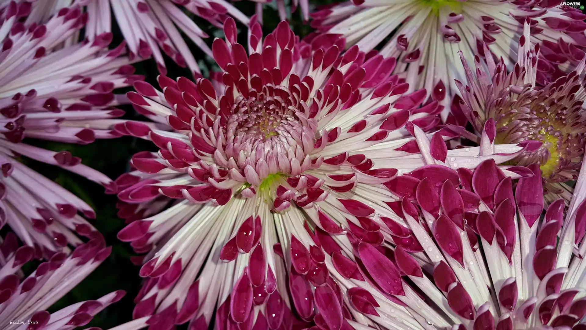 Chrysanthemums, maroon, White