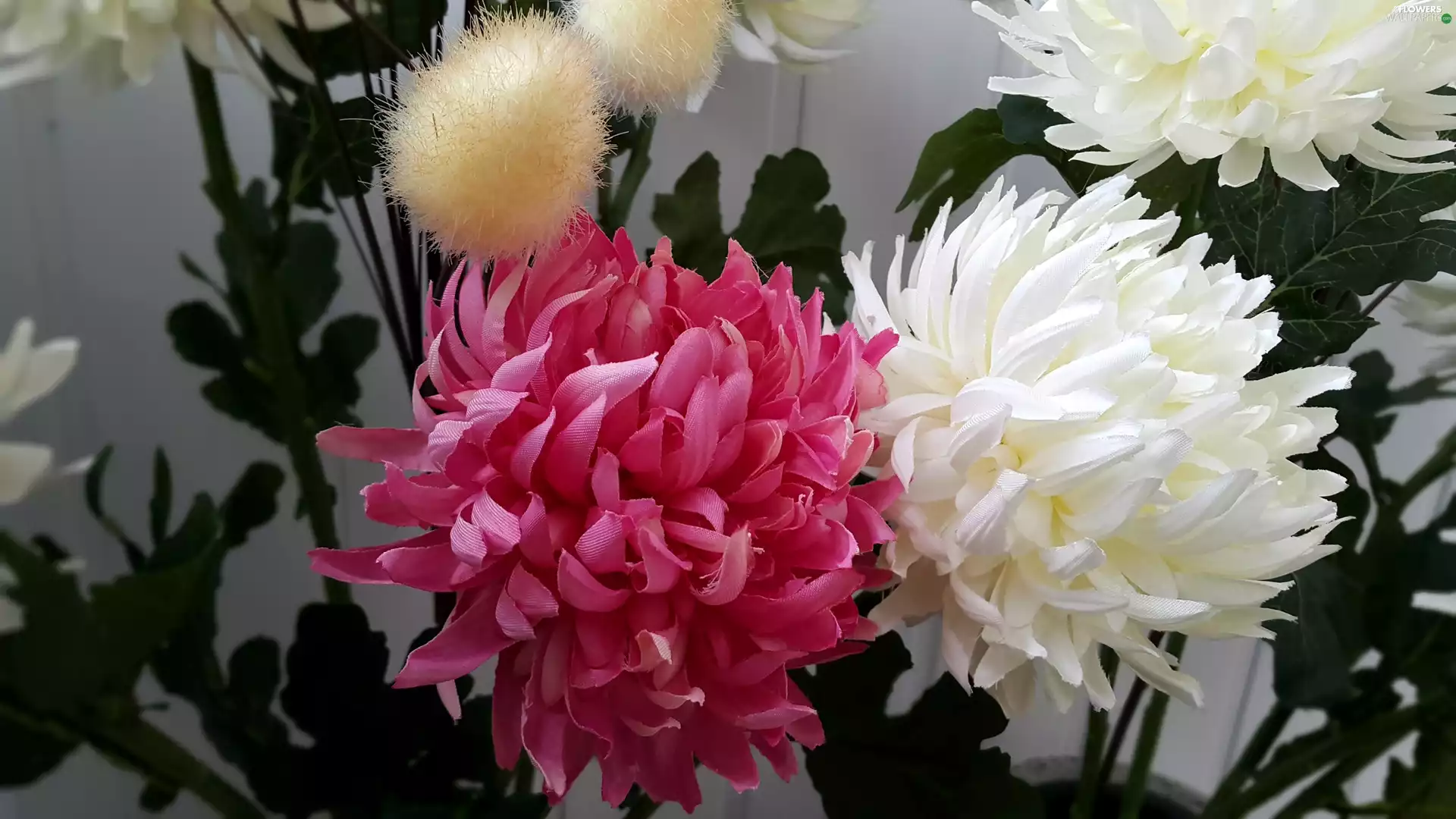 Chrysanthemums, pink, White