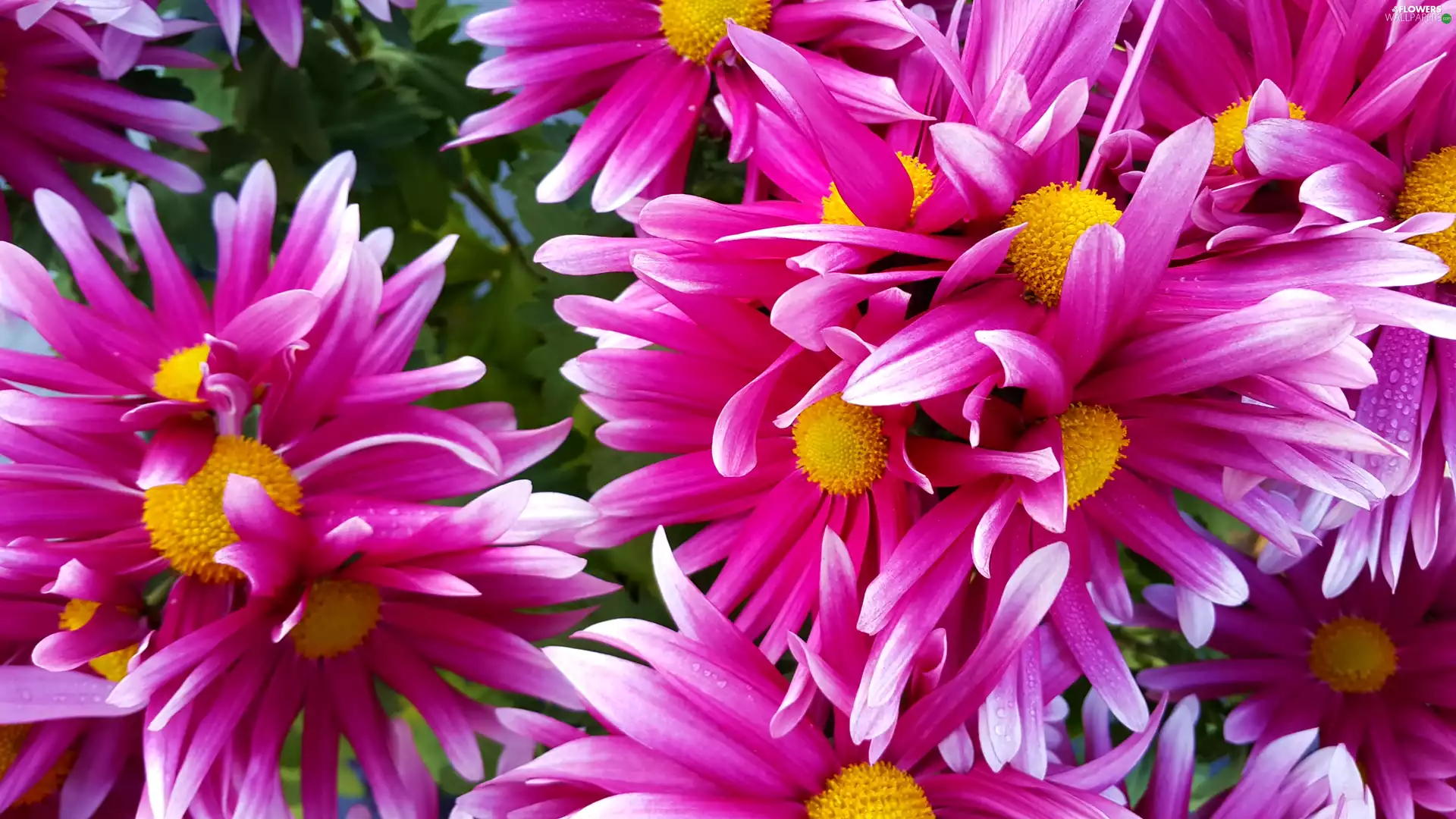 Chrysanthemums, Purple, White