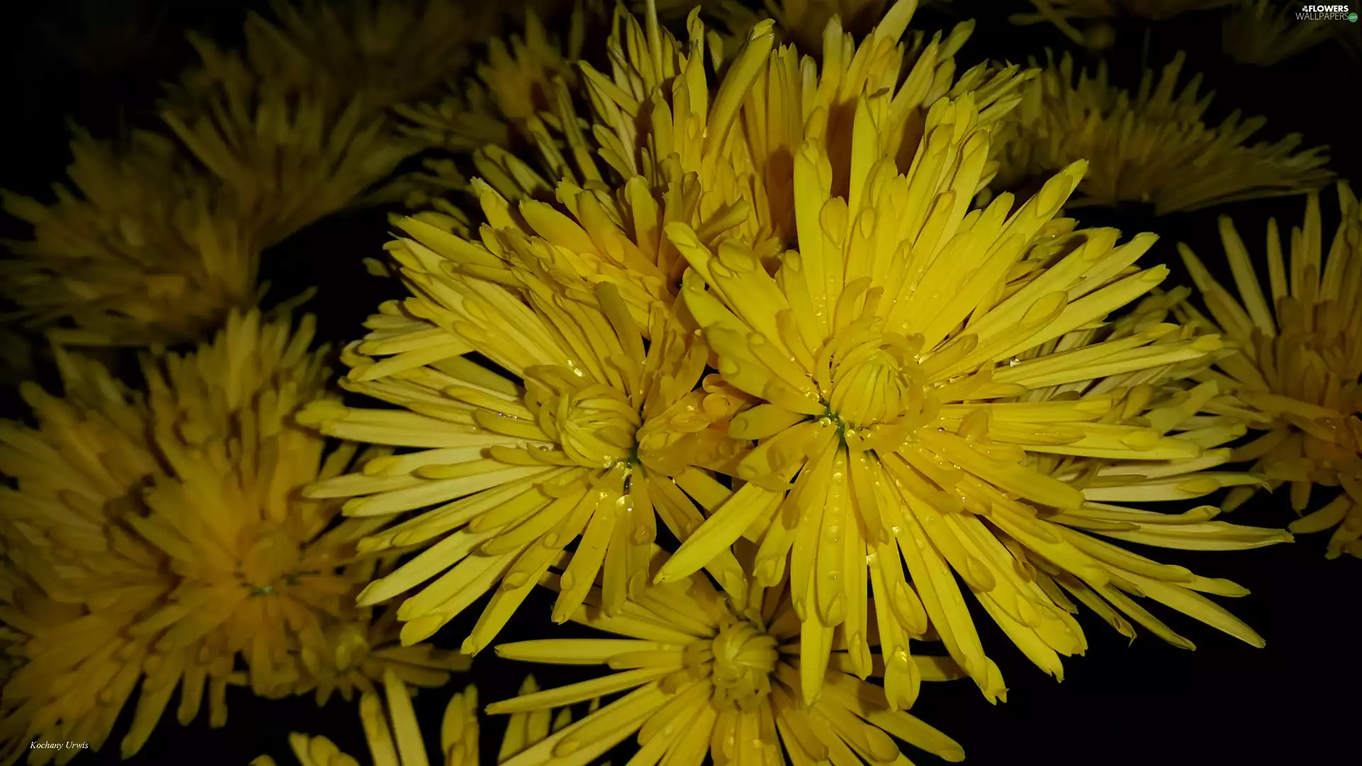 Yellow, drops, rain, Chrysanthemums