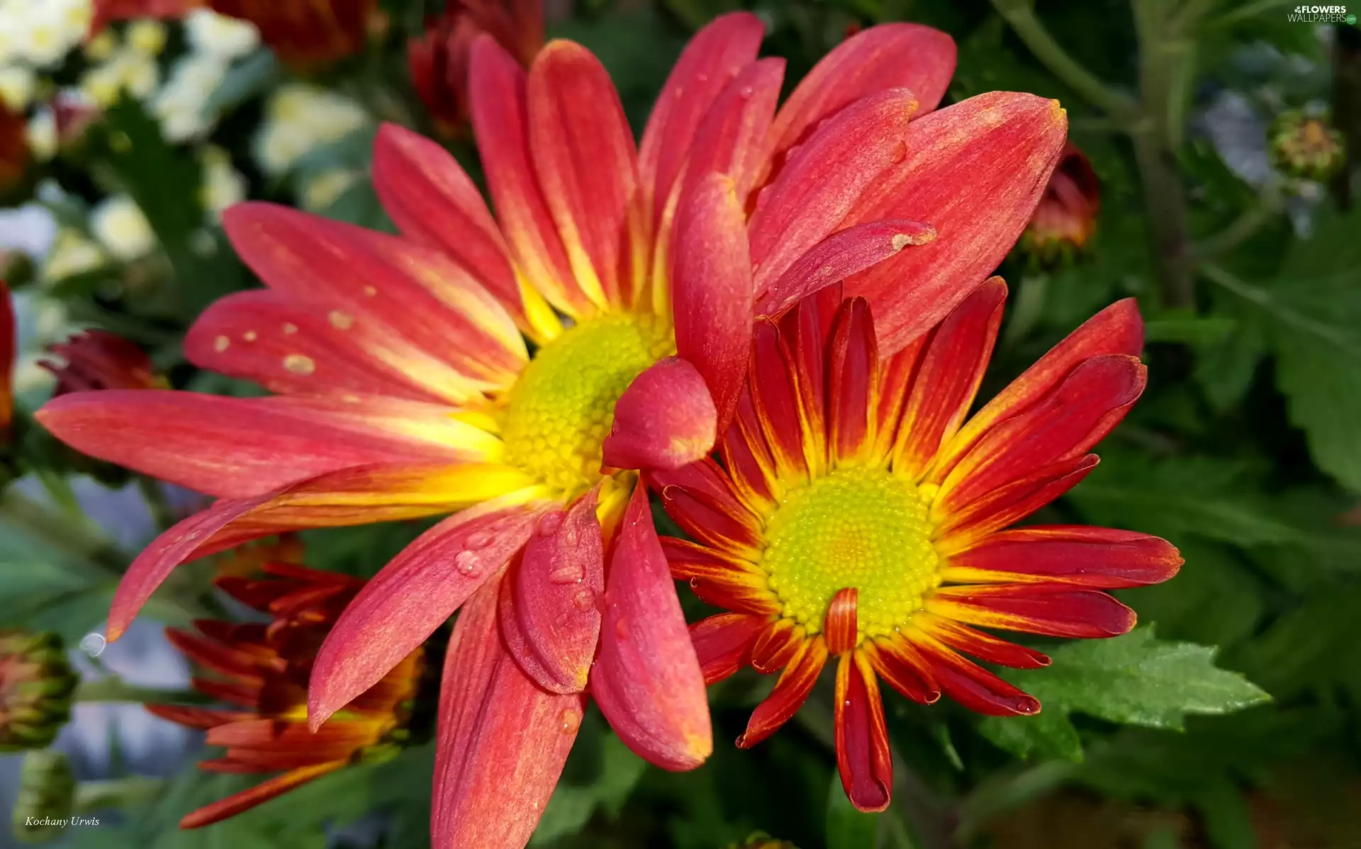 Chrysanthemums, red, Yellow