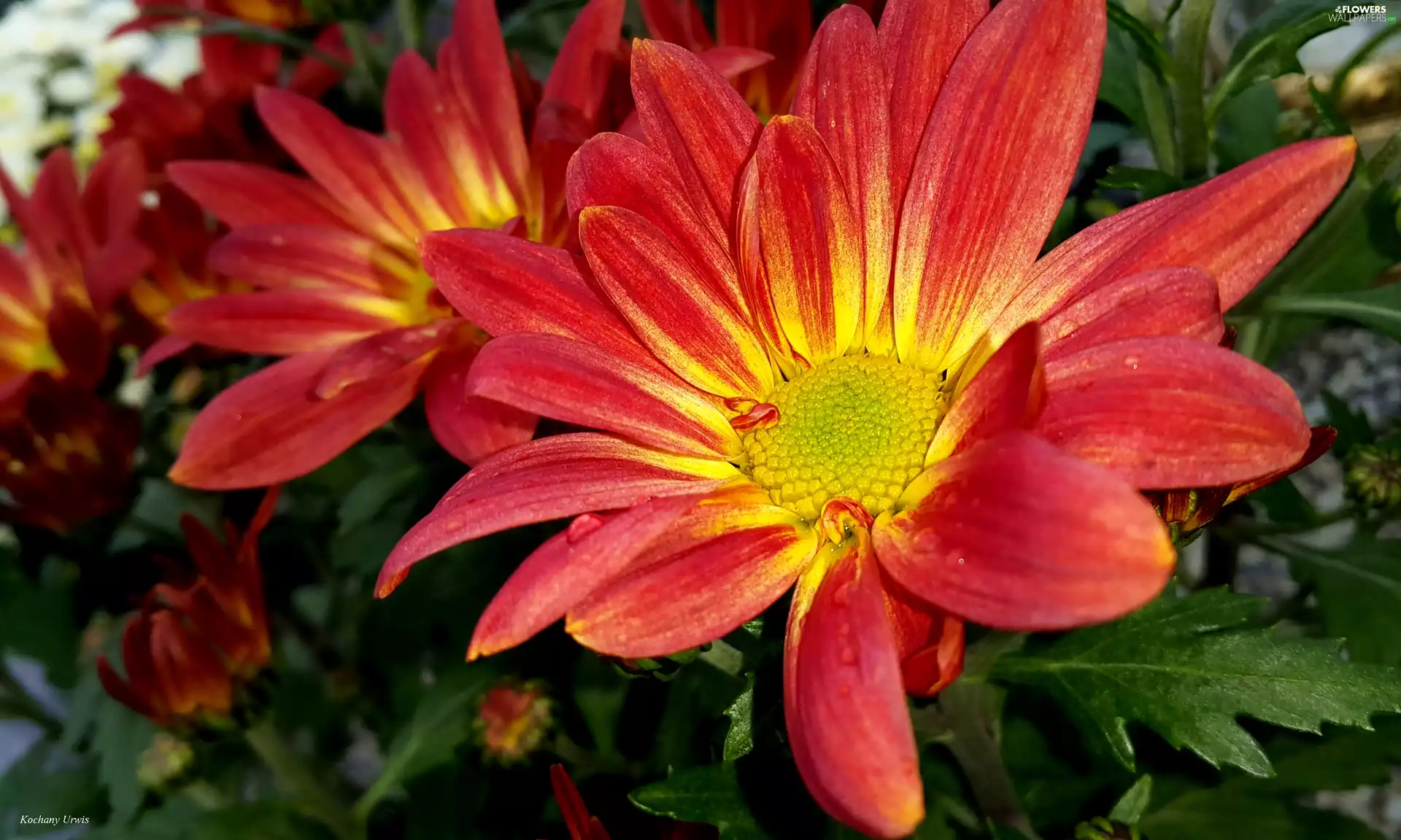 Chrysanthemums, red, Yellow